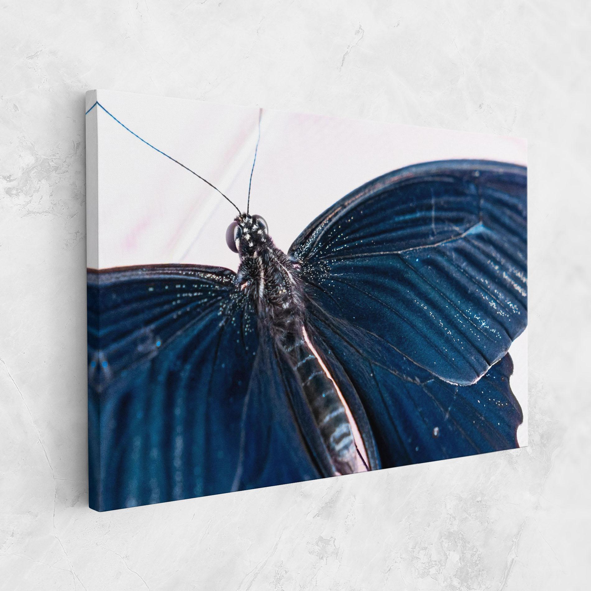 Vászonkép Blue Butterfly mockup 1