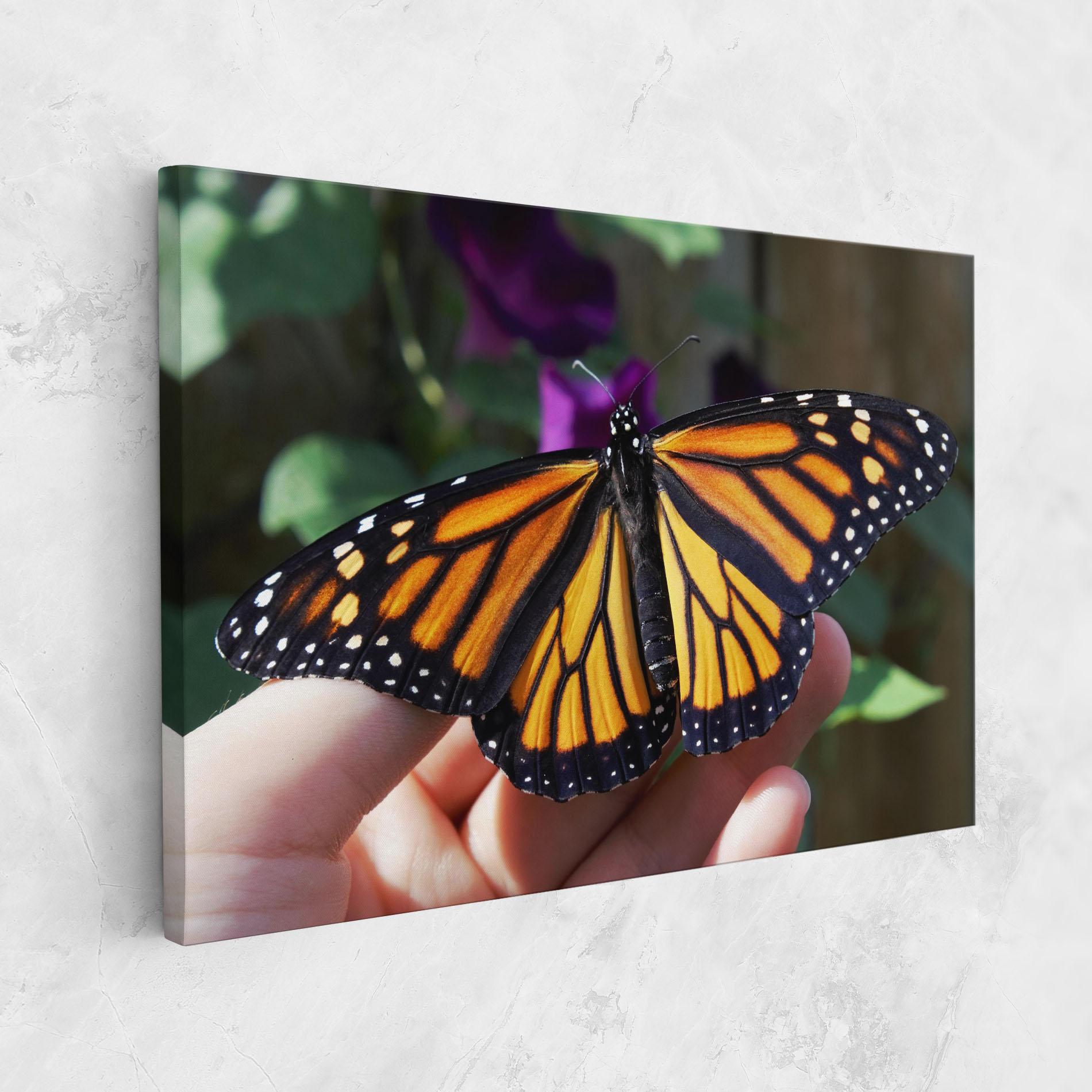 Vászonkép Open Orange Butterfly mockup 1