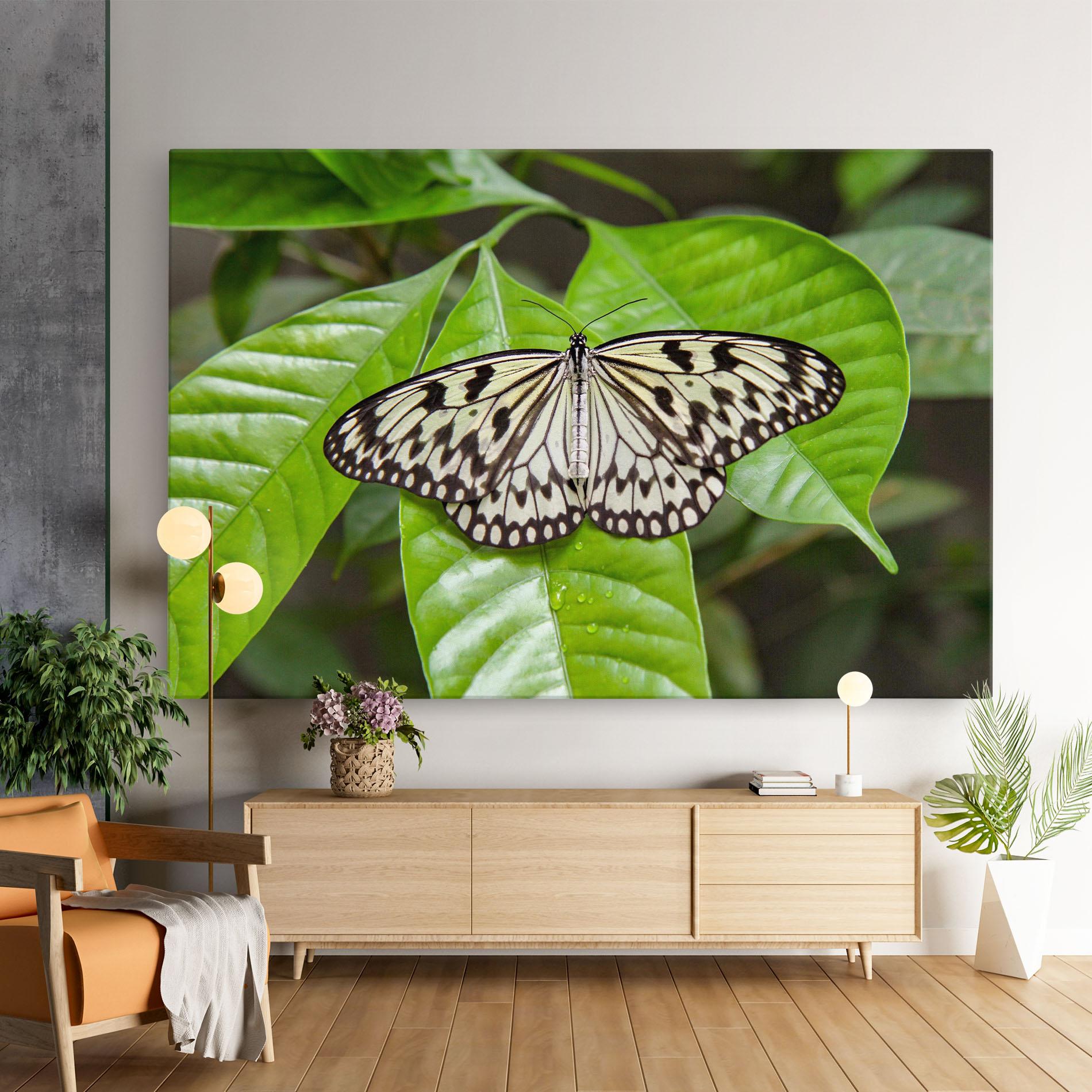 Vászonkép Beautiful White Butterfly mockup 9