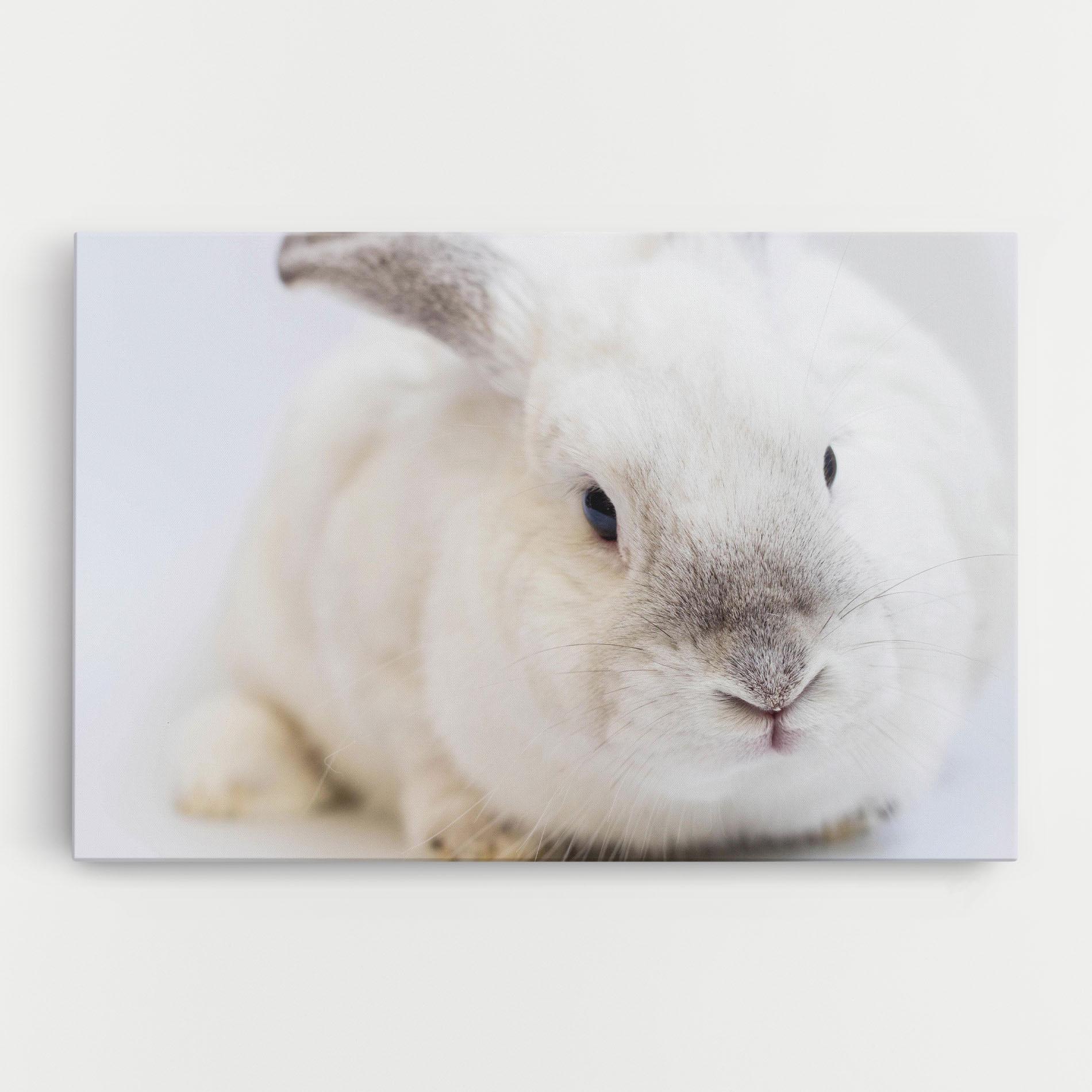 Vászonkép Light Grey Bunny mockup 0