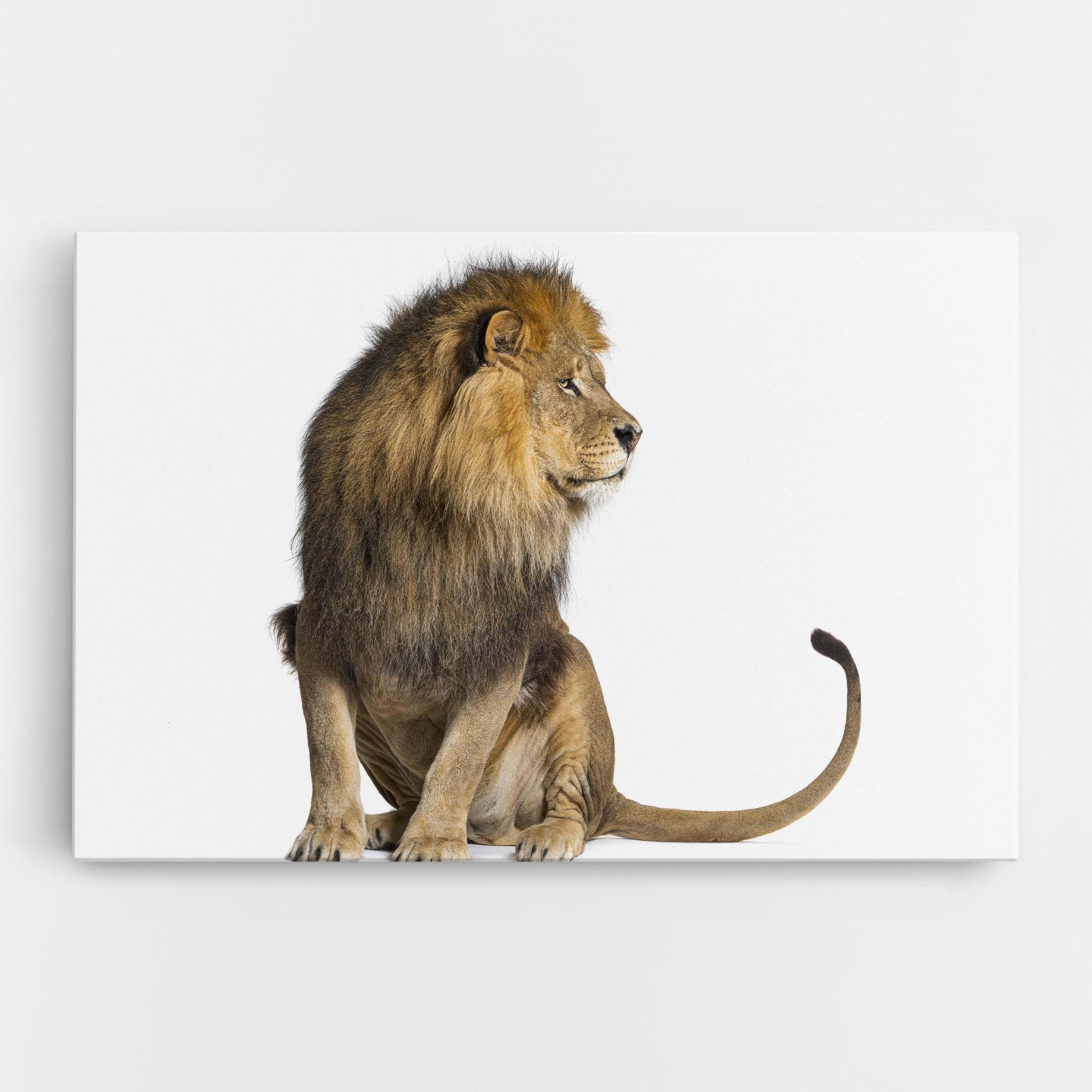 Vászonkép Big Lion mockup 0