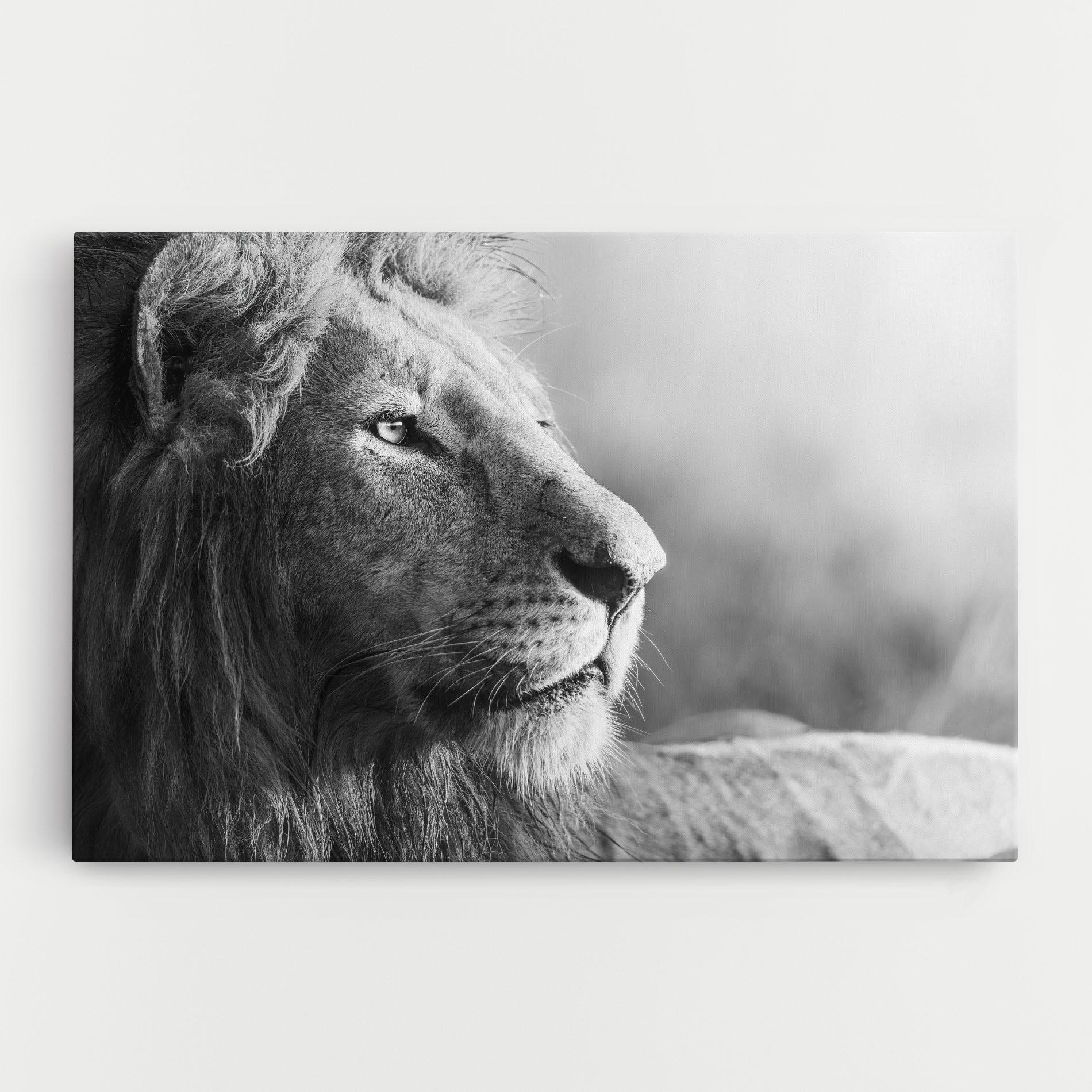 Vászonkép Grey Lion Head mockup 0