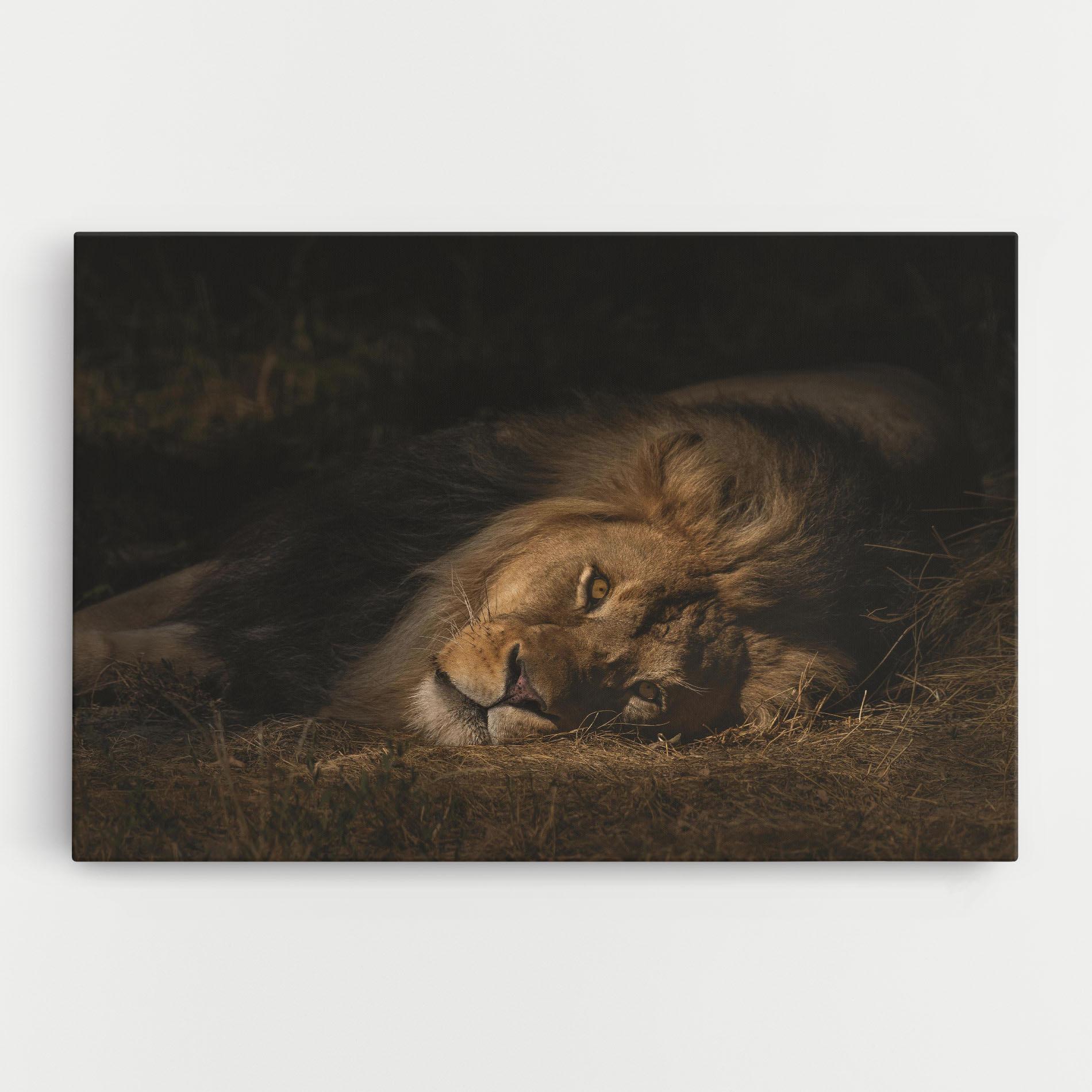 Vászonkép Lion Laying Down mockup 0