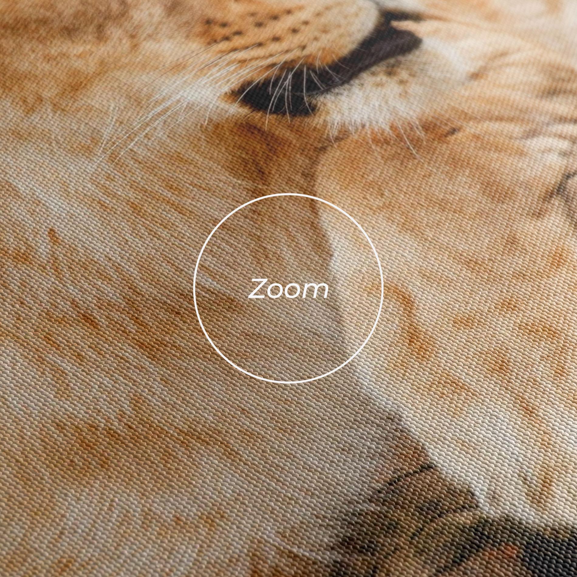 Vászonkép Female Lion Sitting mockup 3