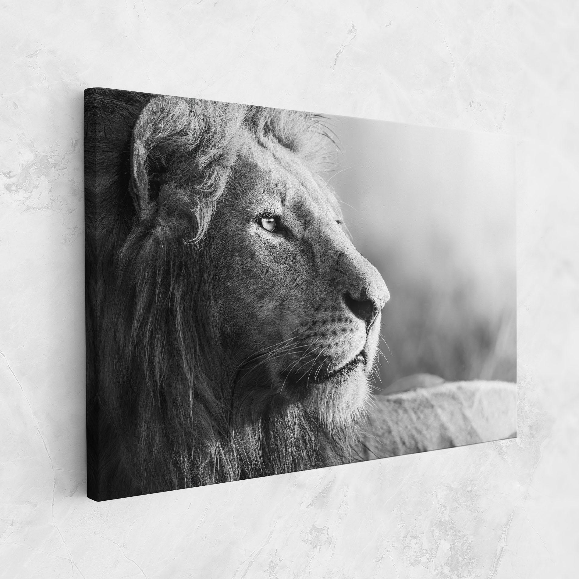 Vászonkép Grey Lion Head mockup 1