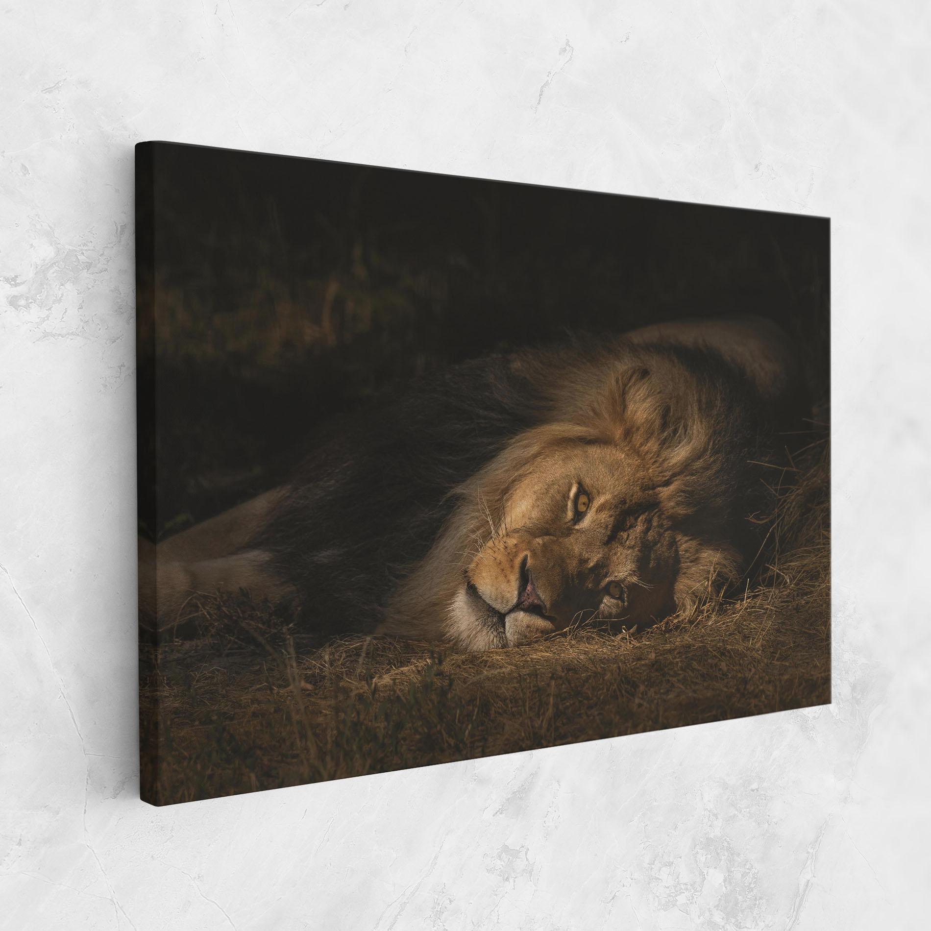Vászonkép Lion Laying Down mockup 1