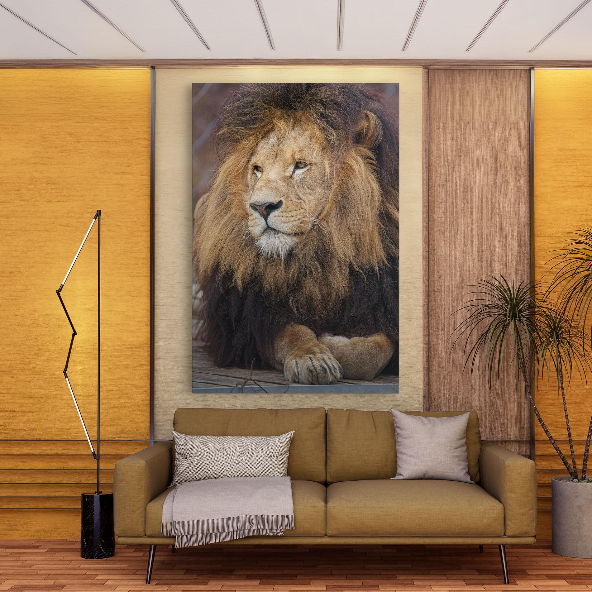 Vászonkép Lion Chilling mockup 9