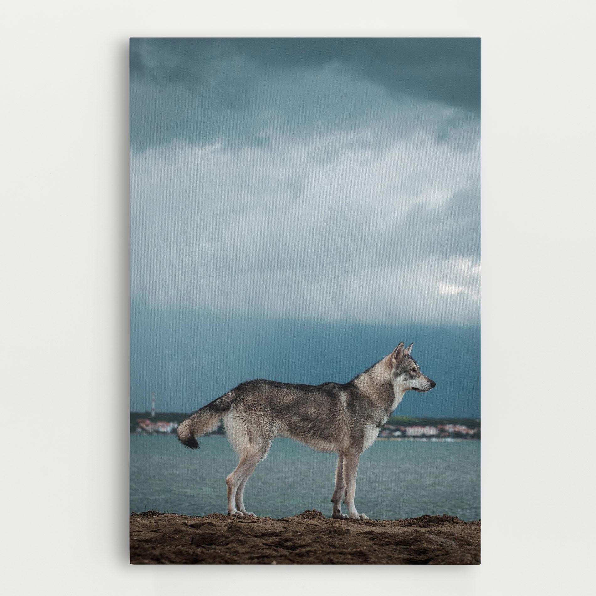 Vászonkép Grey Wolf Looking mockup 0