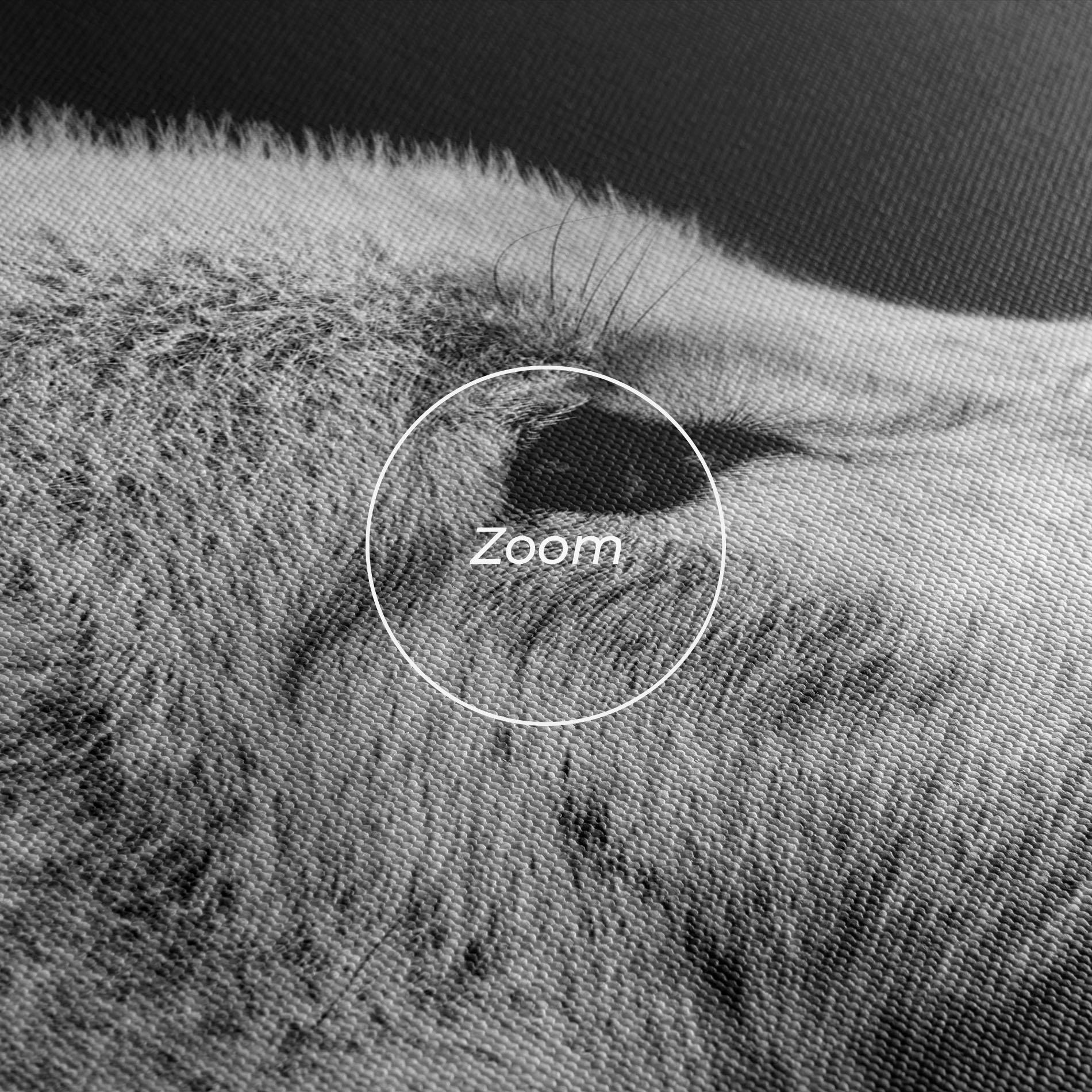 Vászonkép Grey Wolf mockup 3