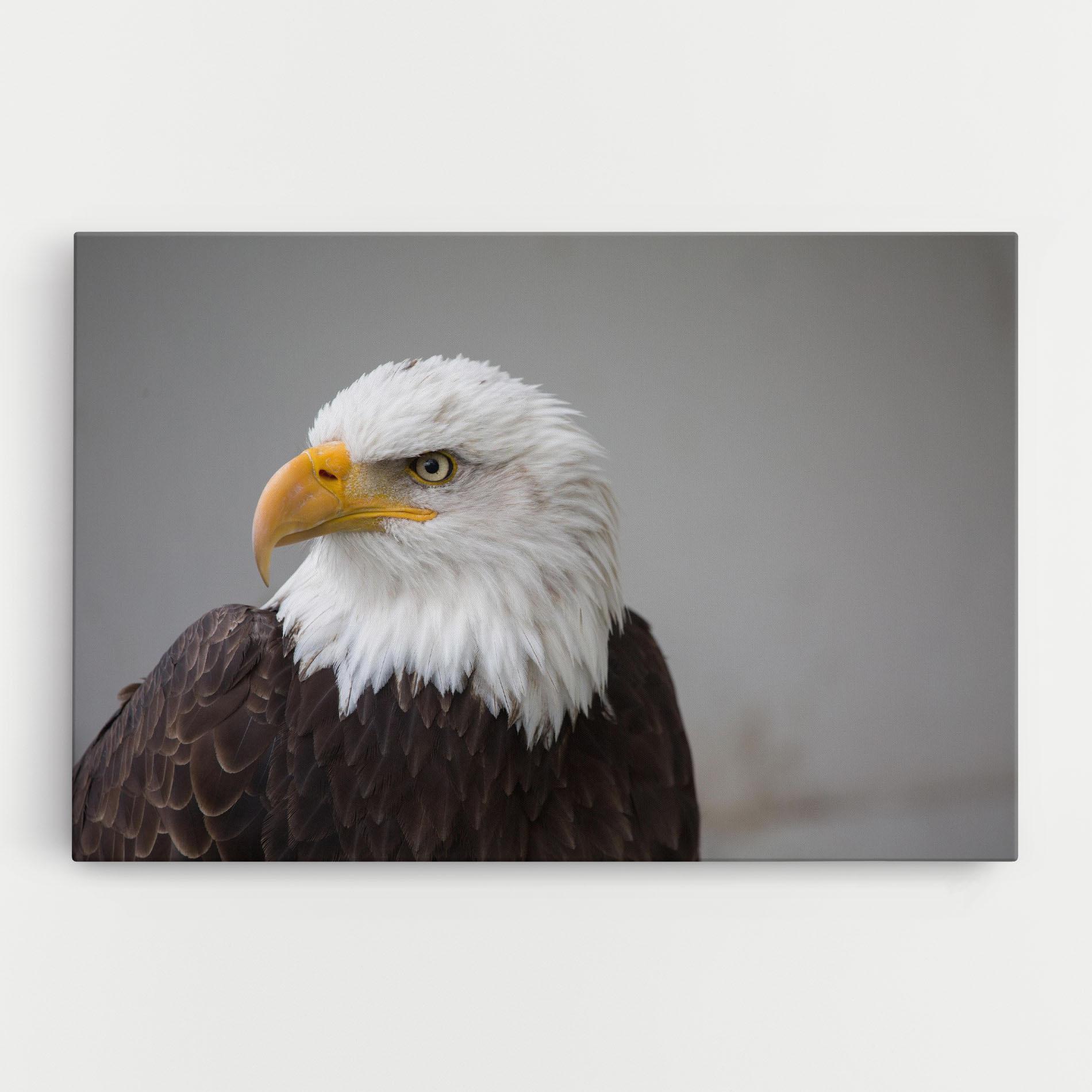 Vászonkép Beautiful Eagle mockup 0