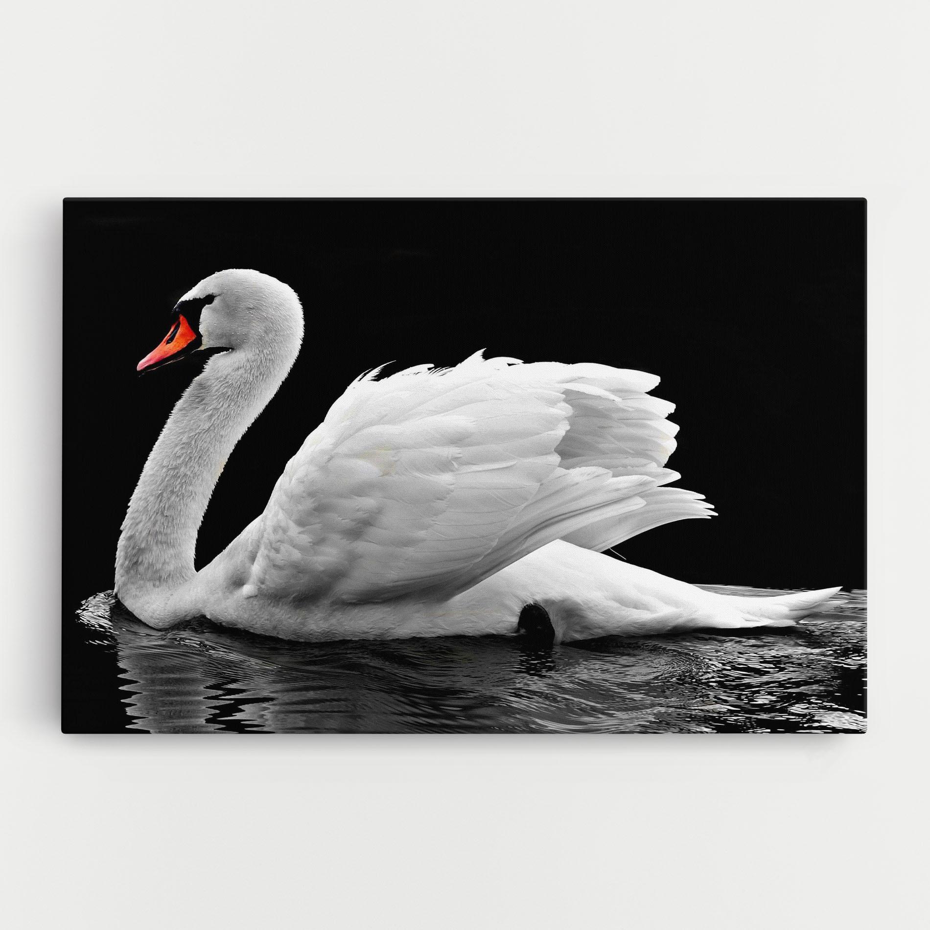 Vászonkép Black And White Swan mockup 0