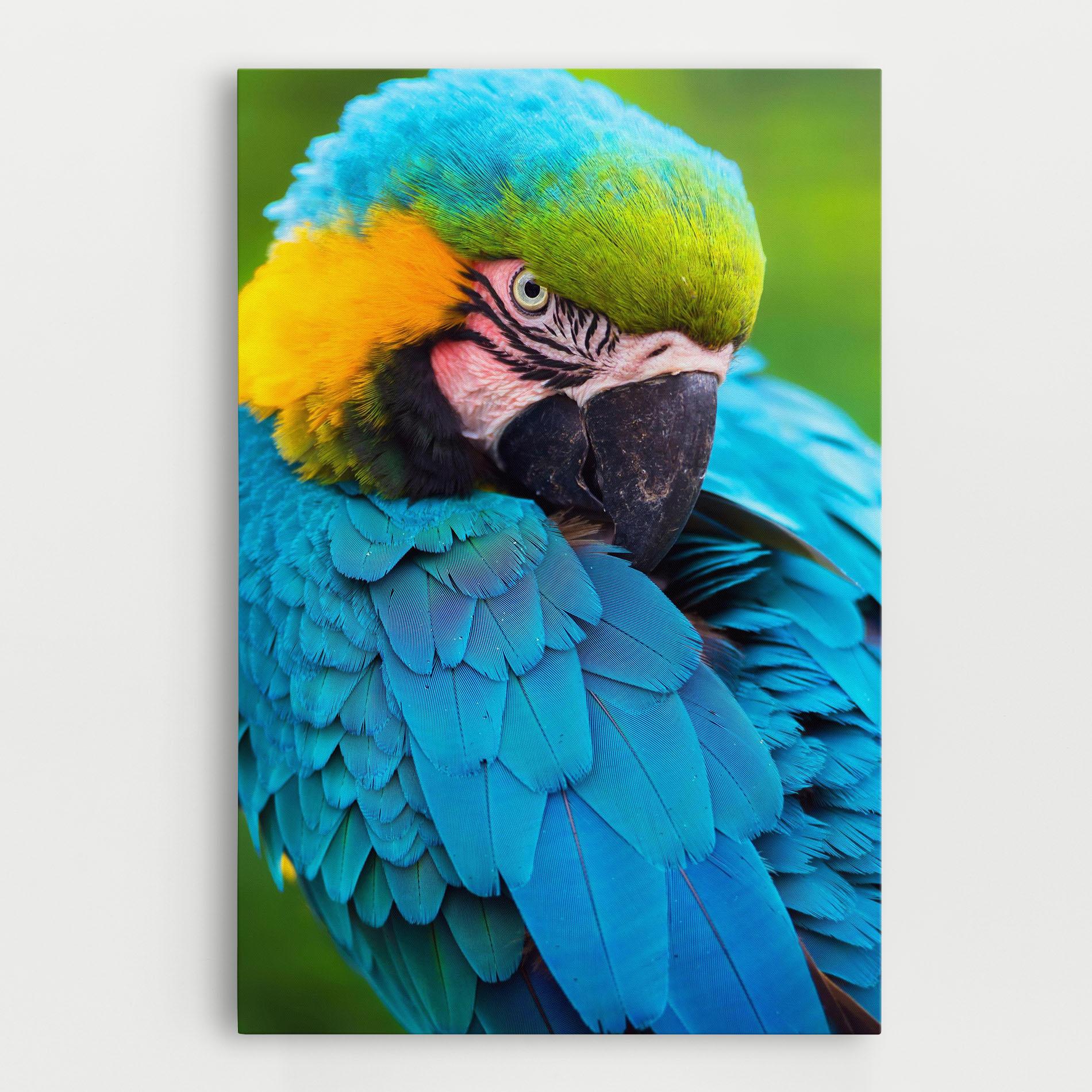 Vászonkép Blue Parrot mockup 0