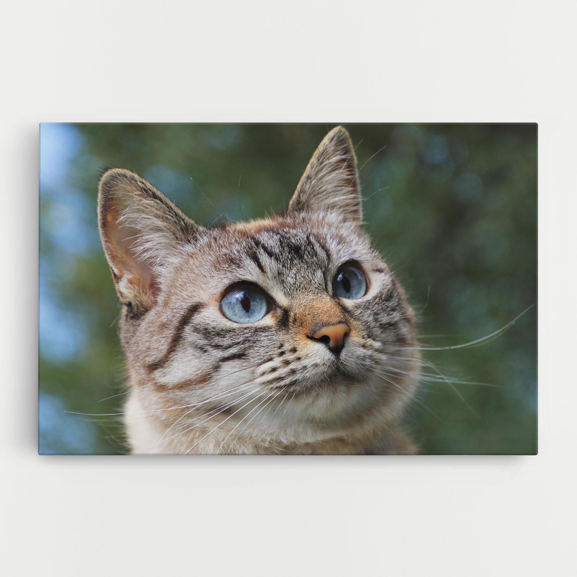 Vászonkép Blue Eyes Cutie mockup 0