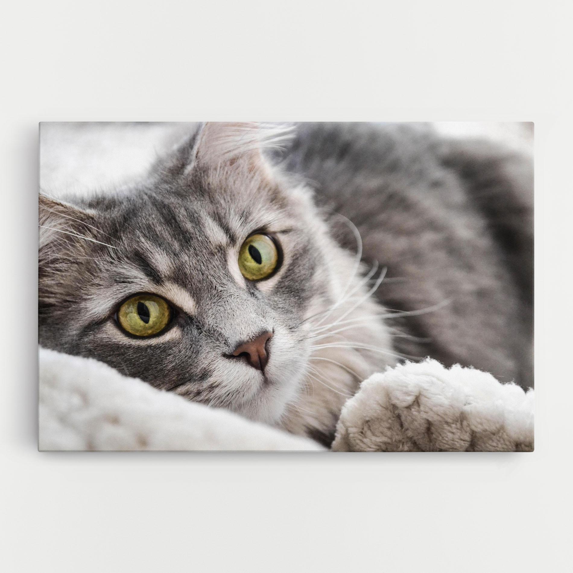 Vászonkép Grey Fluffy Cat mockup 0