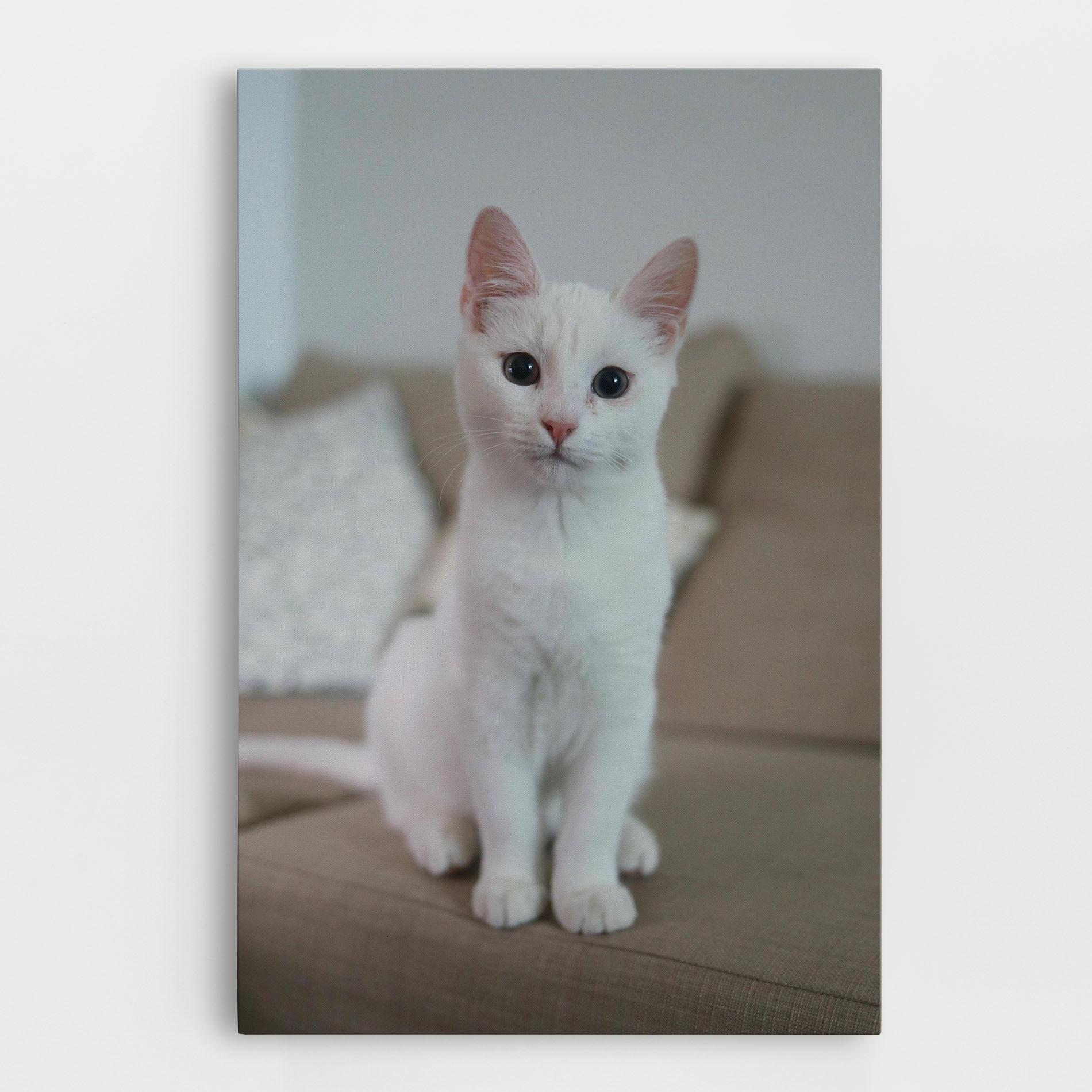 Vászonkép Beautiful White Cat mockup 0