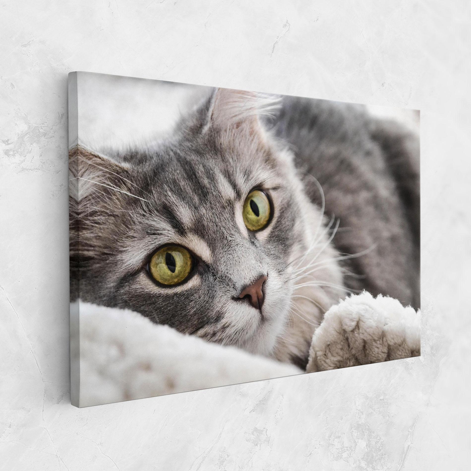 Vászonkép Grey Fluffy Cat mockup 1