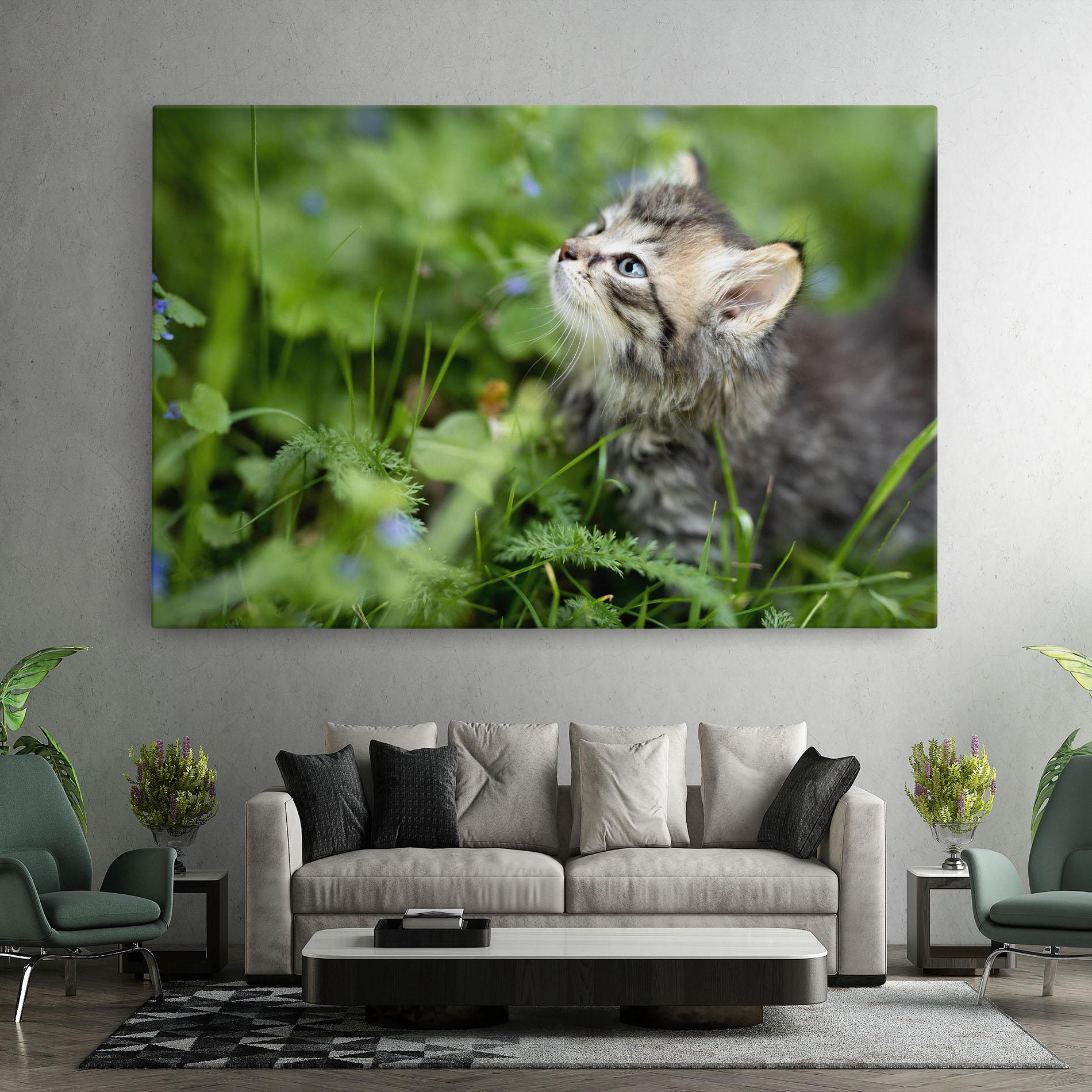 Vászonkép Brown Baby Cat mockup 7