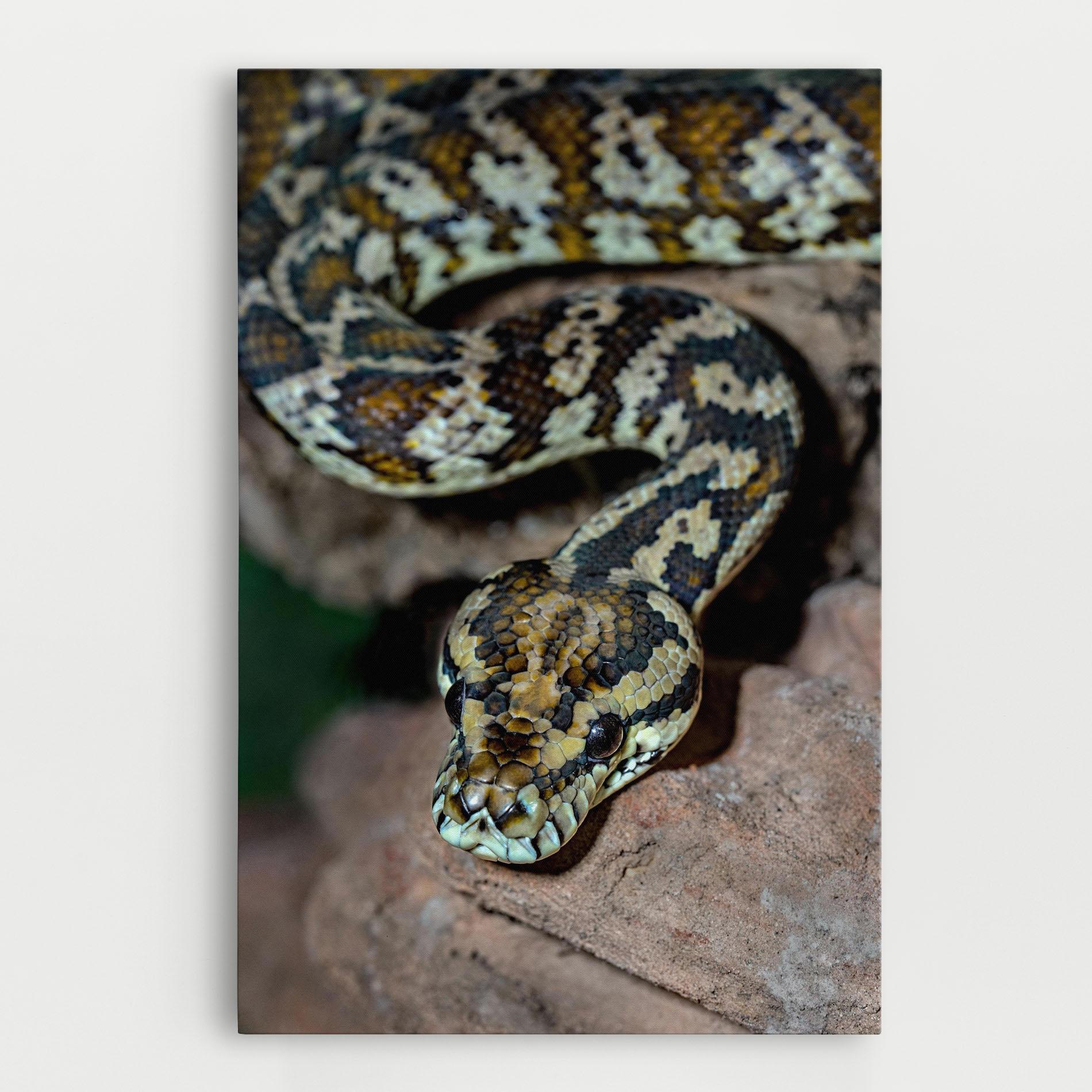 Vászonkép King Snake mockup 0