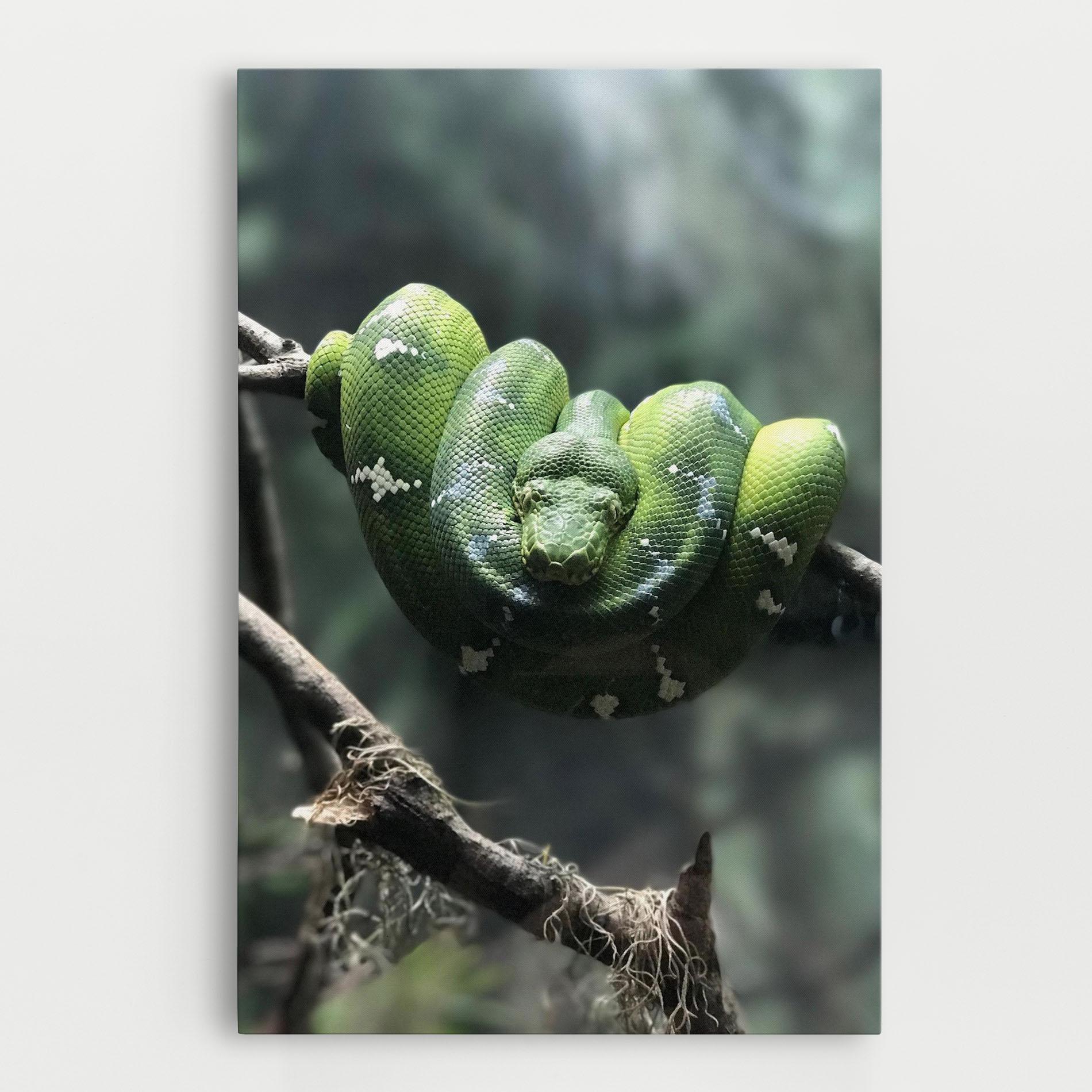 Vászonkép Sleepy Snake mockup 0