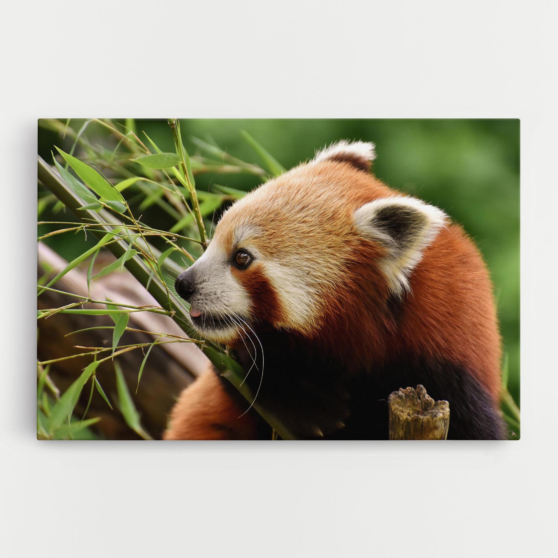 Vászonkép Cute Red Panda mockup 0