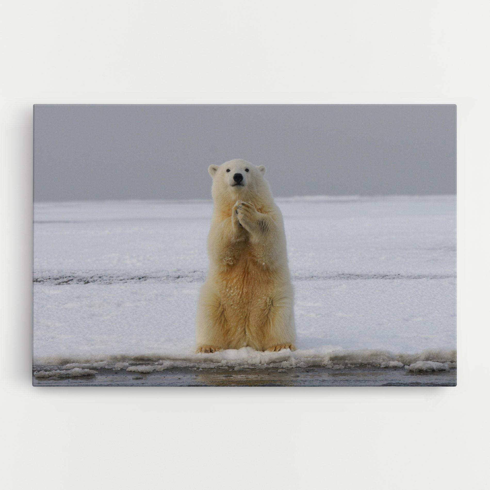 Vászonkép Icebear Praying mockup 0