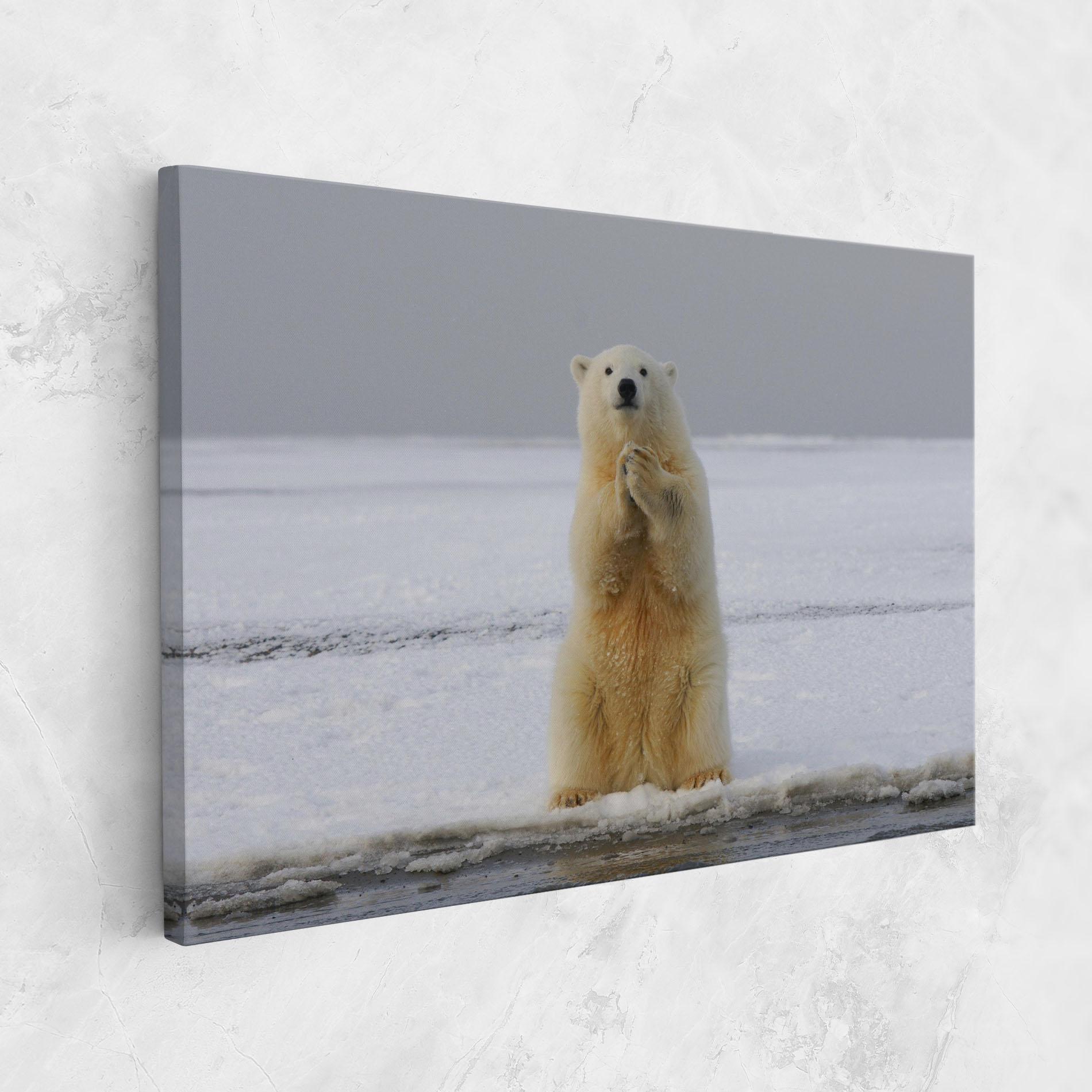 Vászonkép Icebear Praying mockup 1