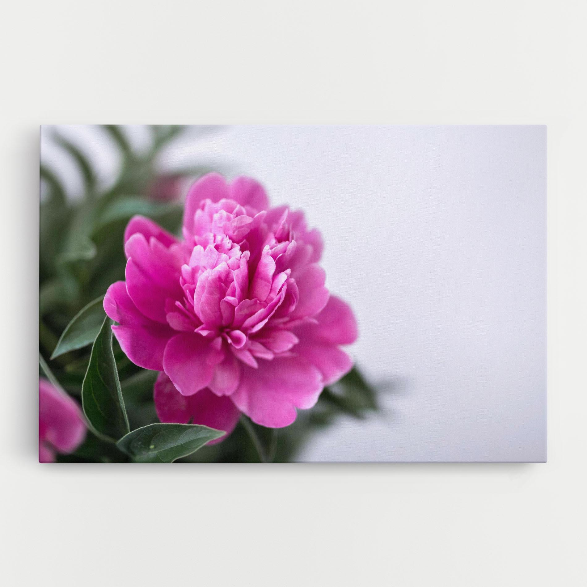 Vászonkép Dark Pink Peony mockup 0