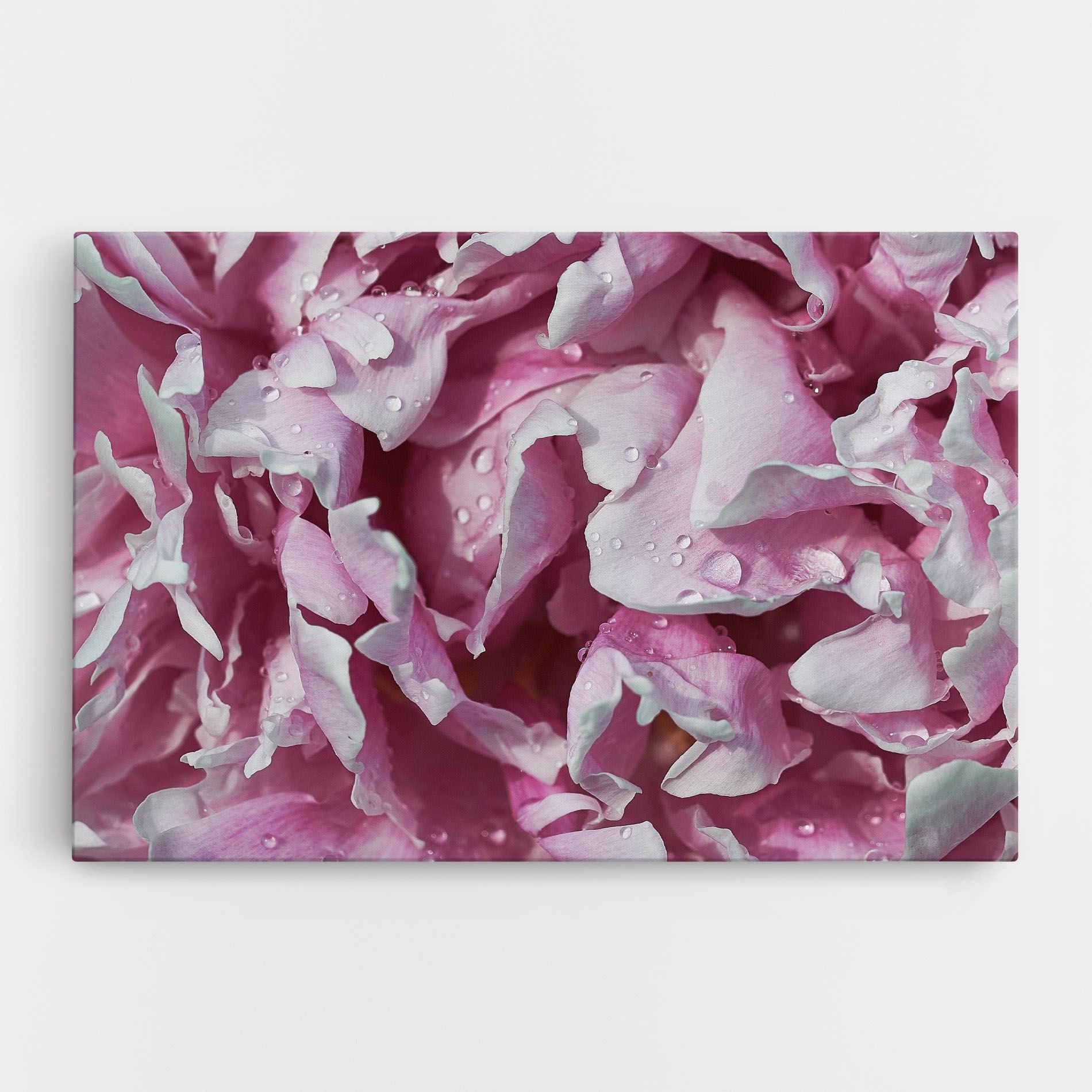 Peony Petals mockup 0