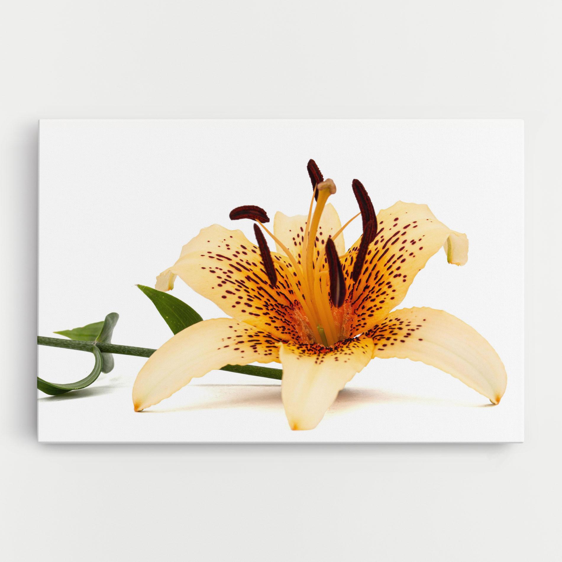 Vászonkép Big Yellow Lily mockup 0