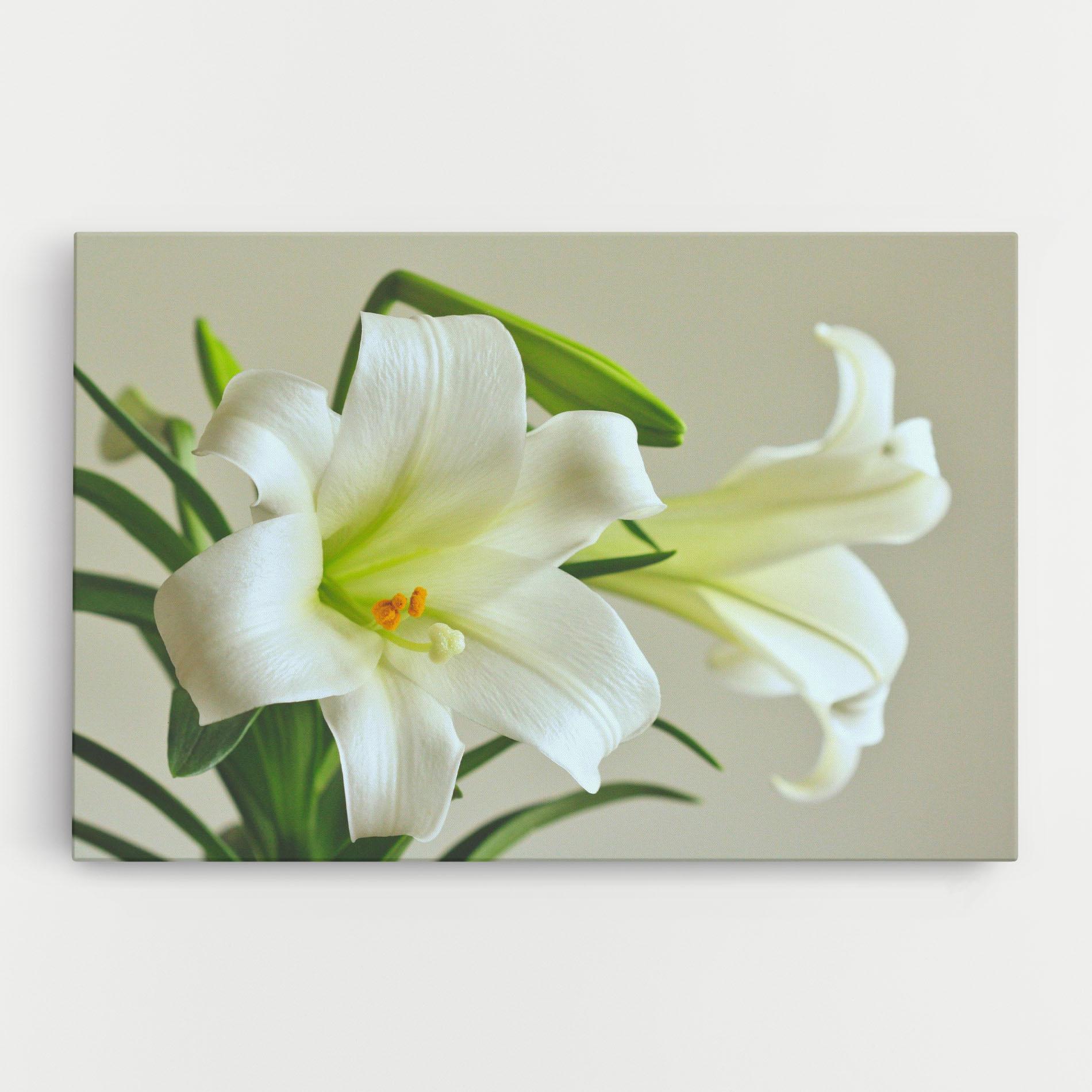 Vászonkép Green Lily mockup 0