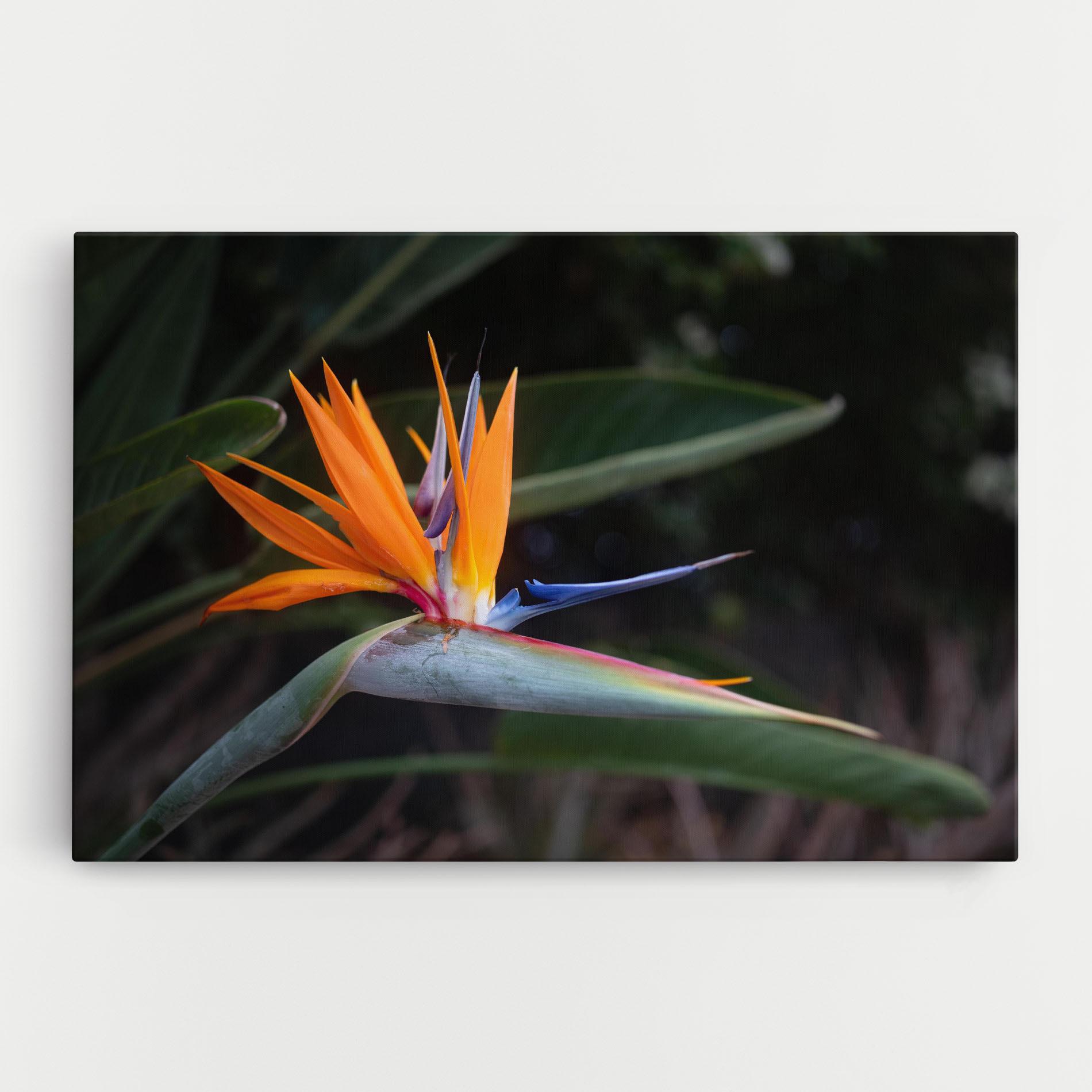 Vászonkép Paradise Plant mockup 0