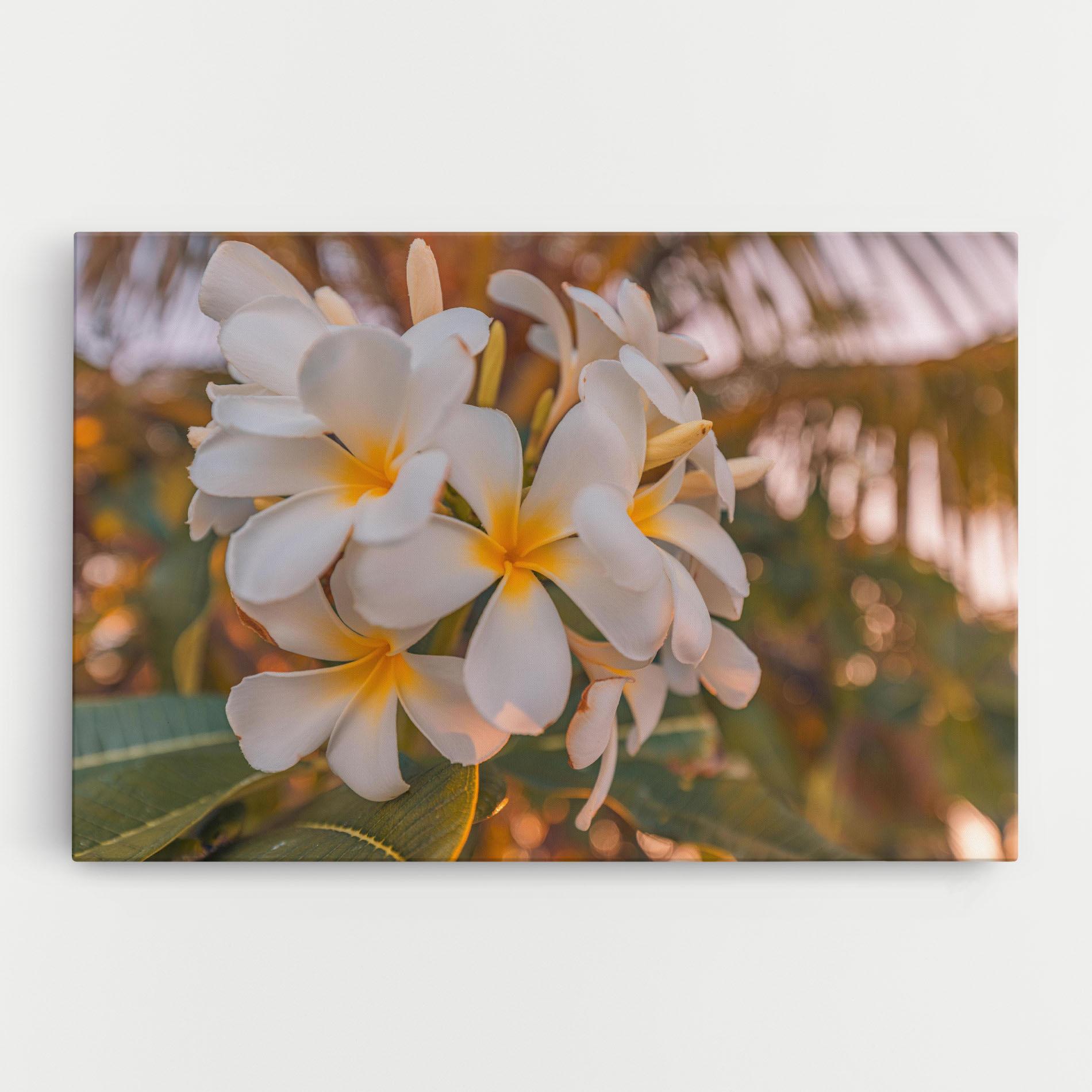 Vászonkép White Plumeria mockup 0