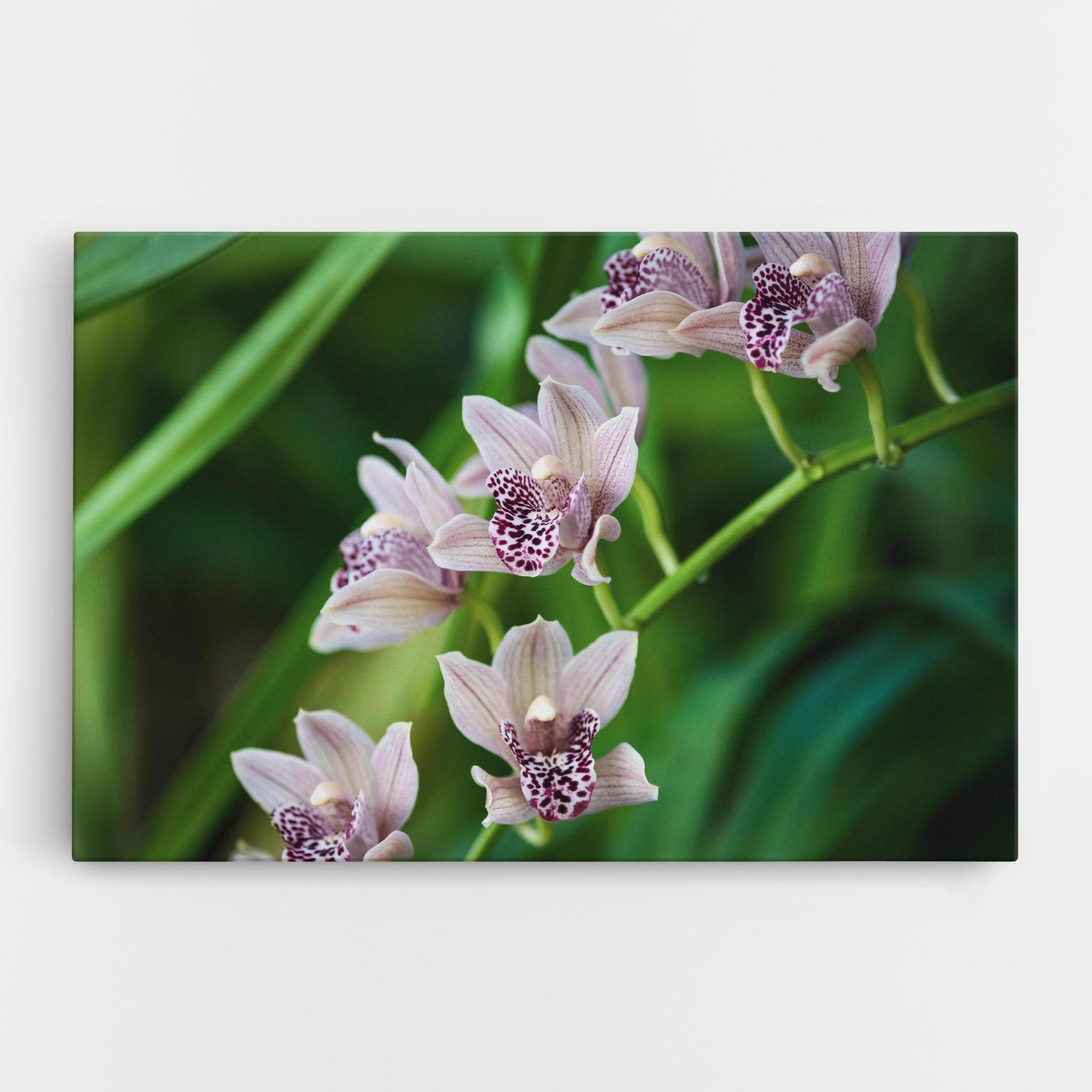 Vászonkép Cymbidium Orchid mockup 0