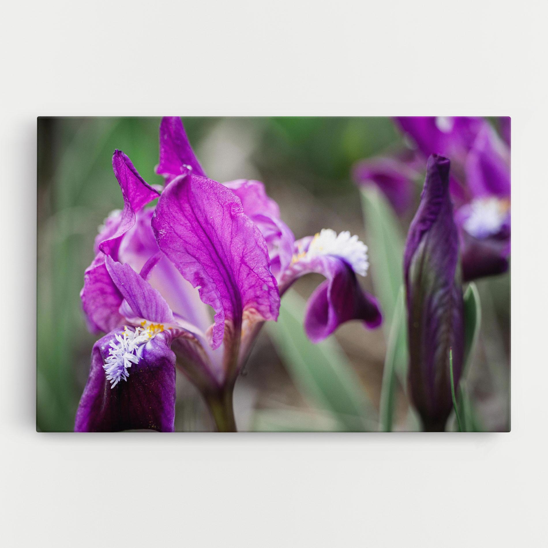 Vászonkép Dark Pink Iris mockup 0