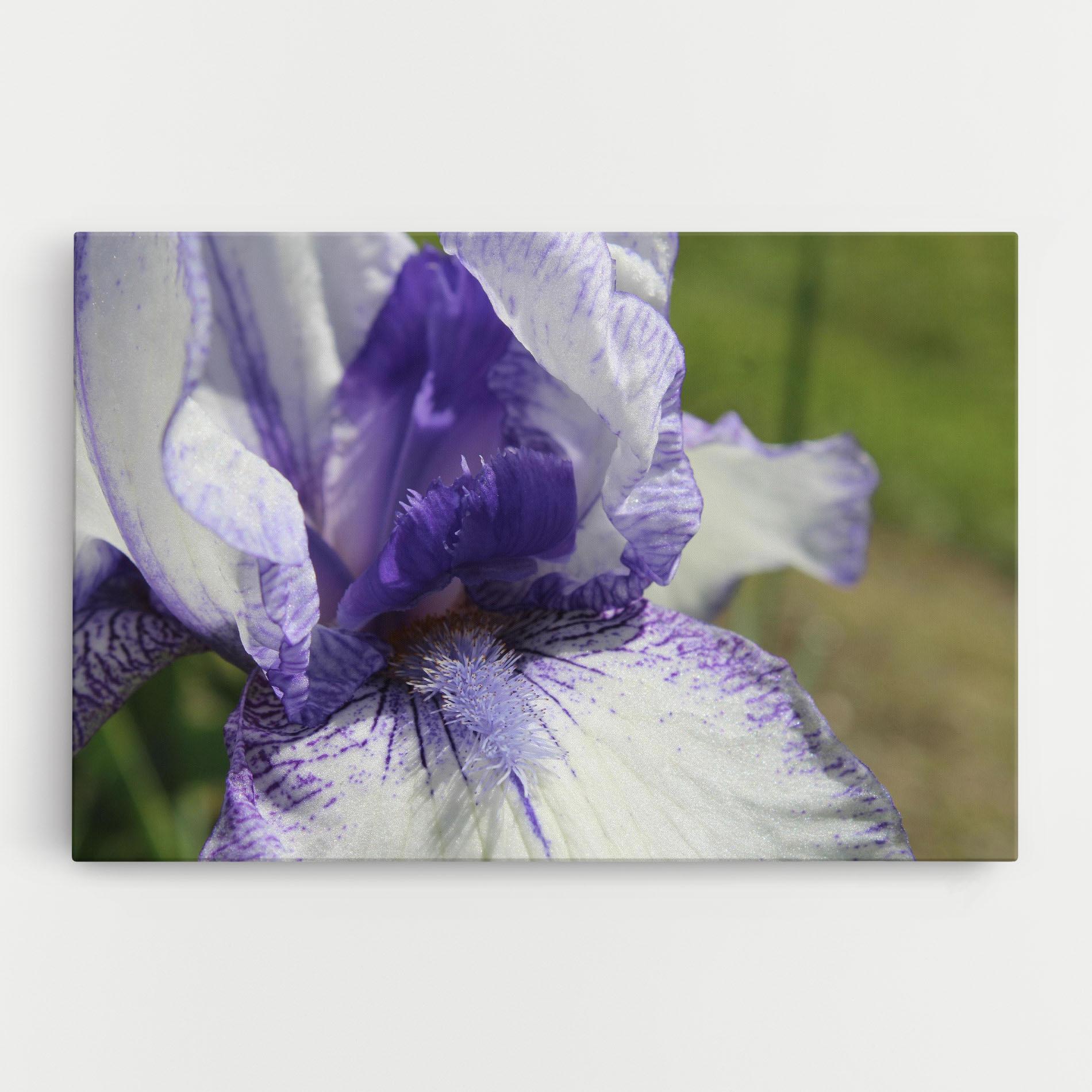 Vászonkép White Purple Iris mockup 0