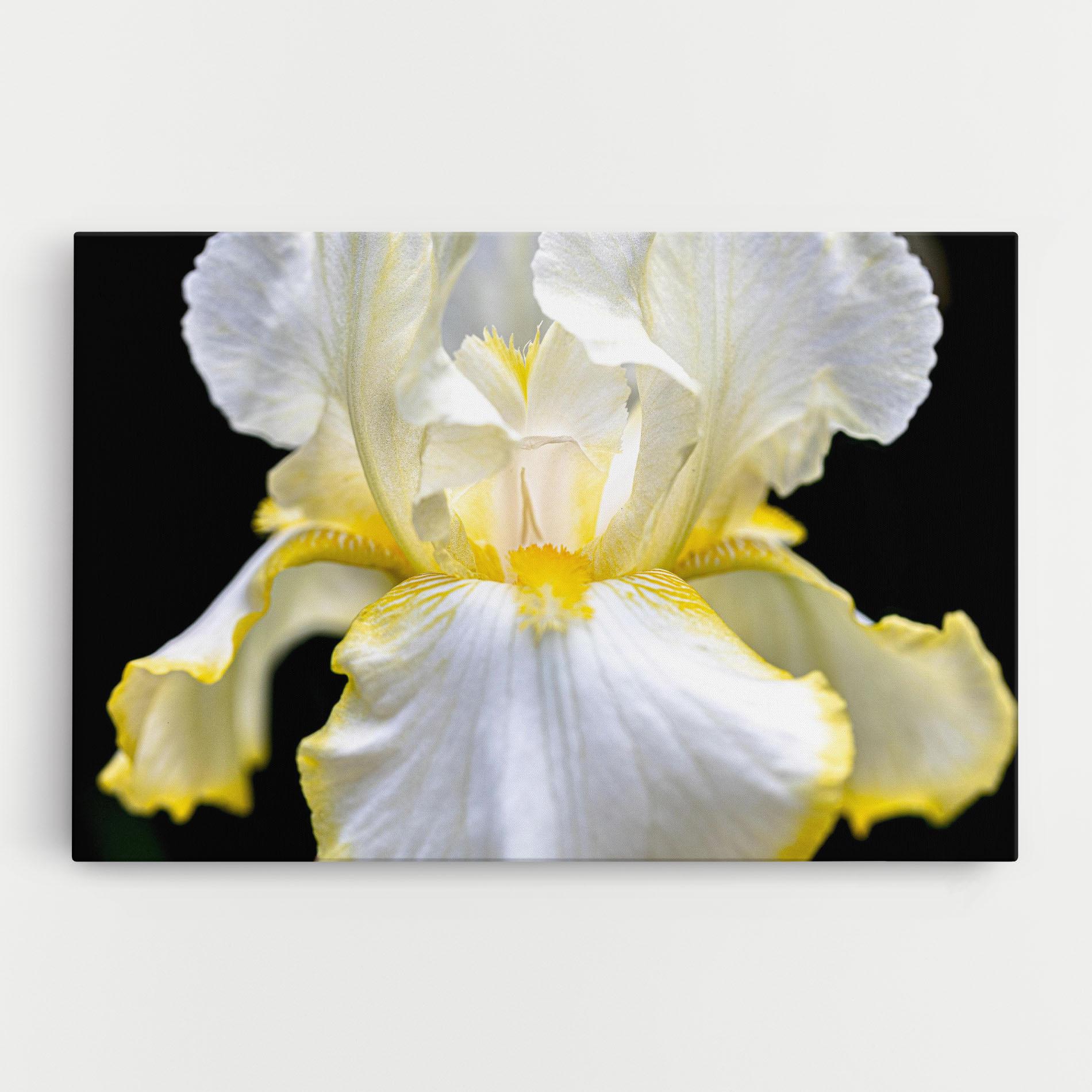 Vászonkép White Yellow Iris mockup 0