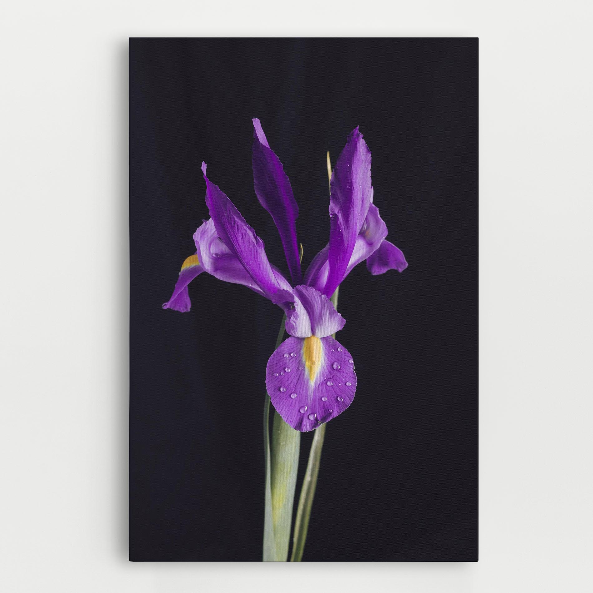 Vászonkép Fresh Purple Iris mockup 0
