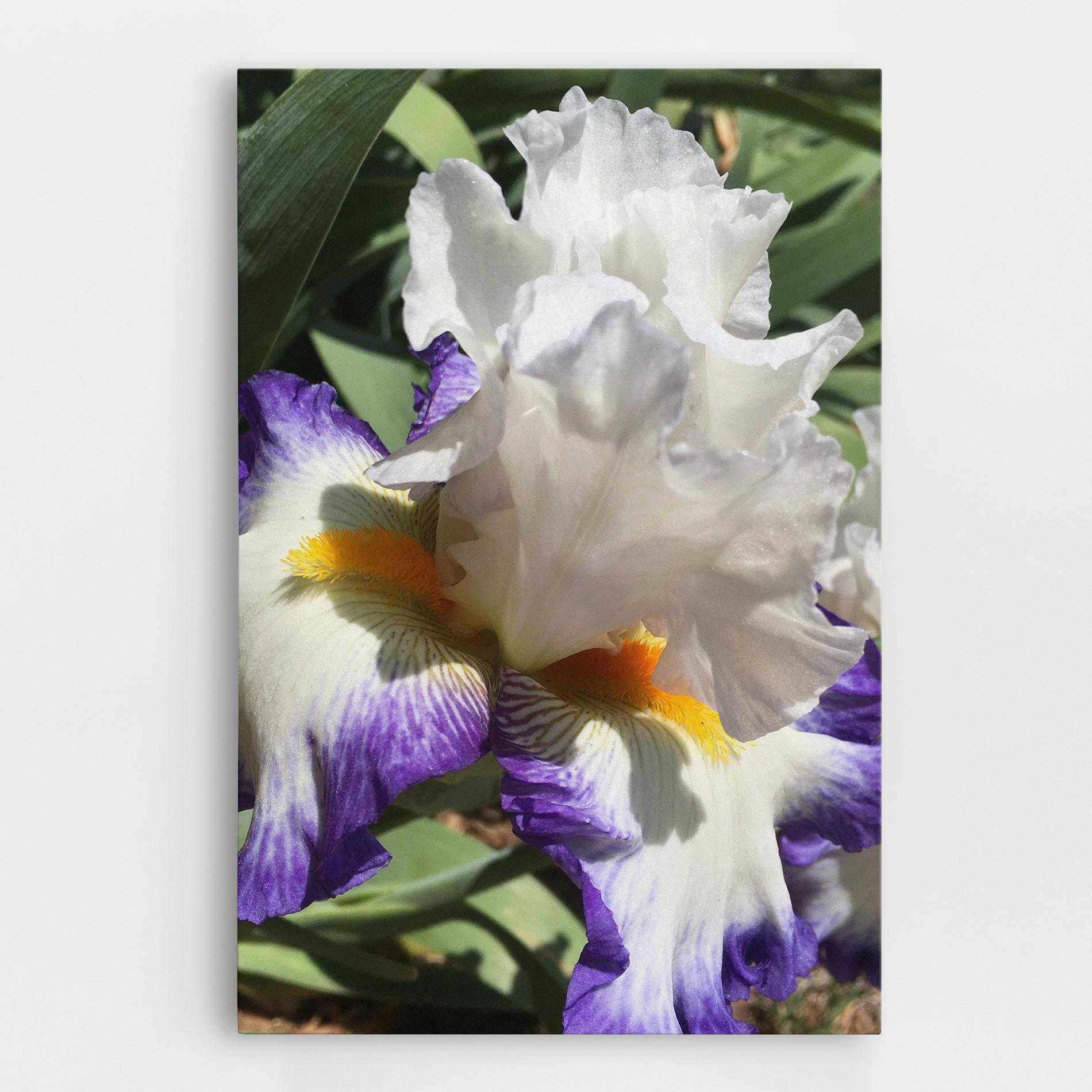 Vászonkép Garden White Purple Irirs mockup 0