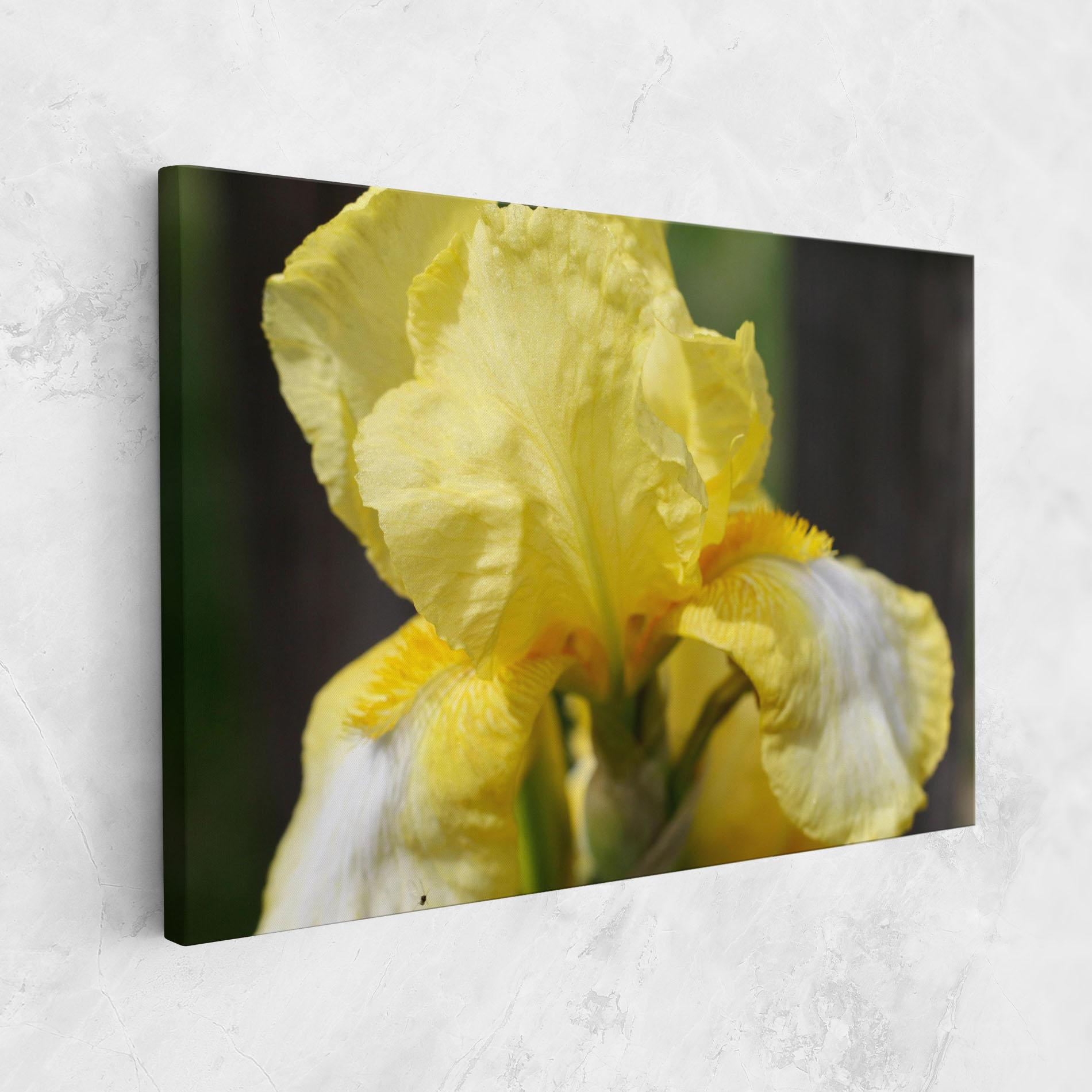 Vászonkép Garden Yellow Iris mockup 1