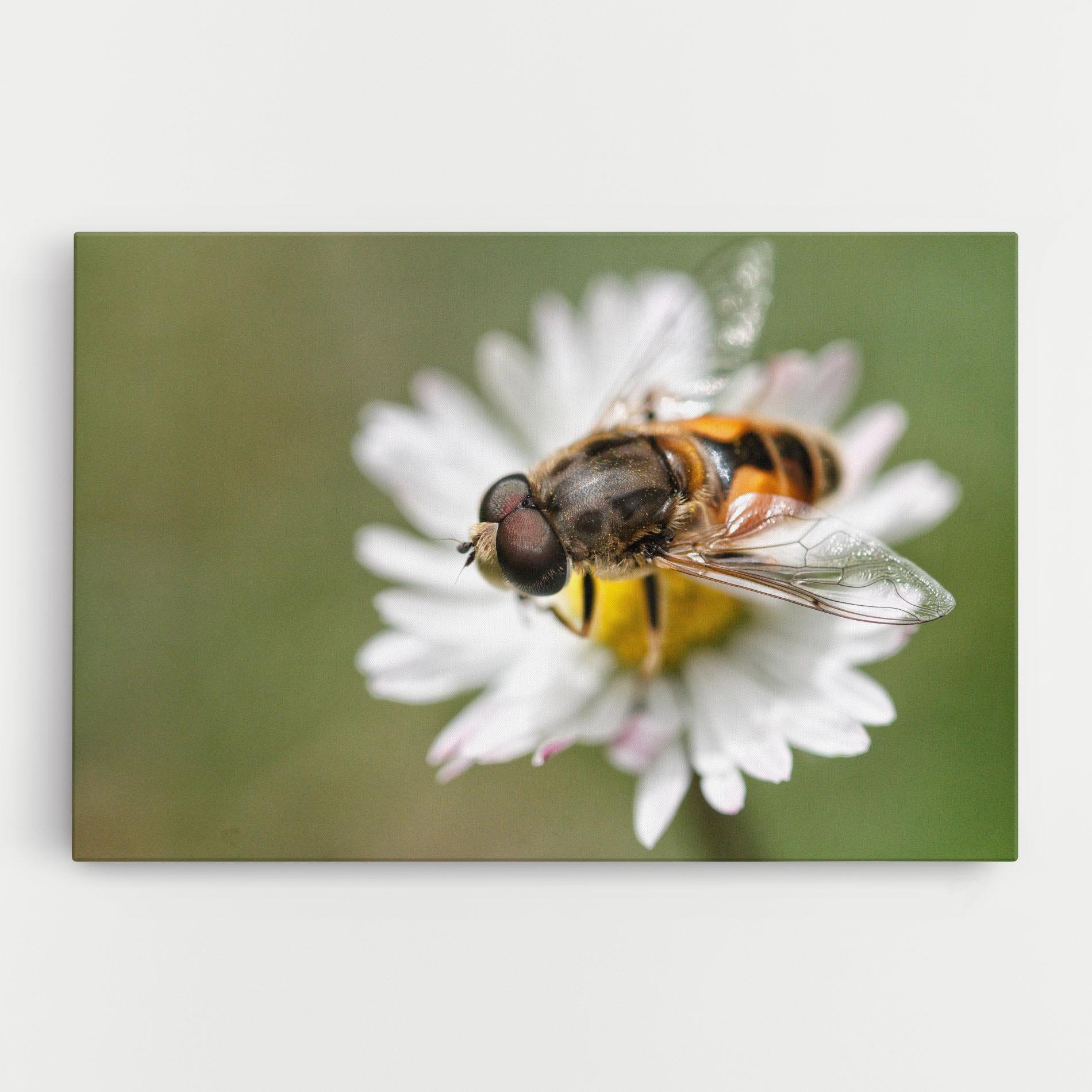Vászonkép Bee On Small Daisy mockup 0