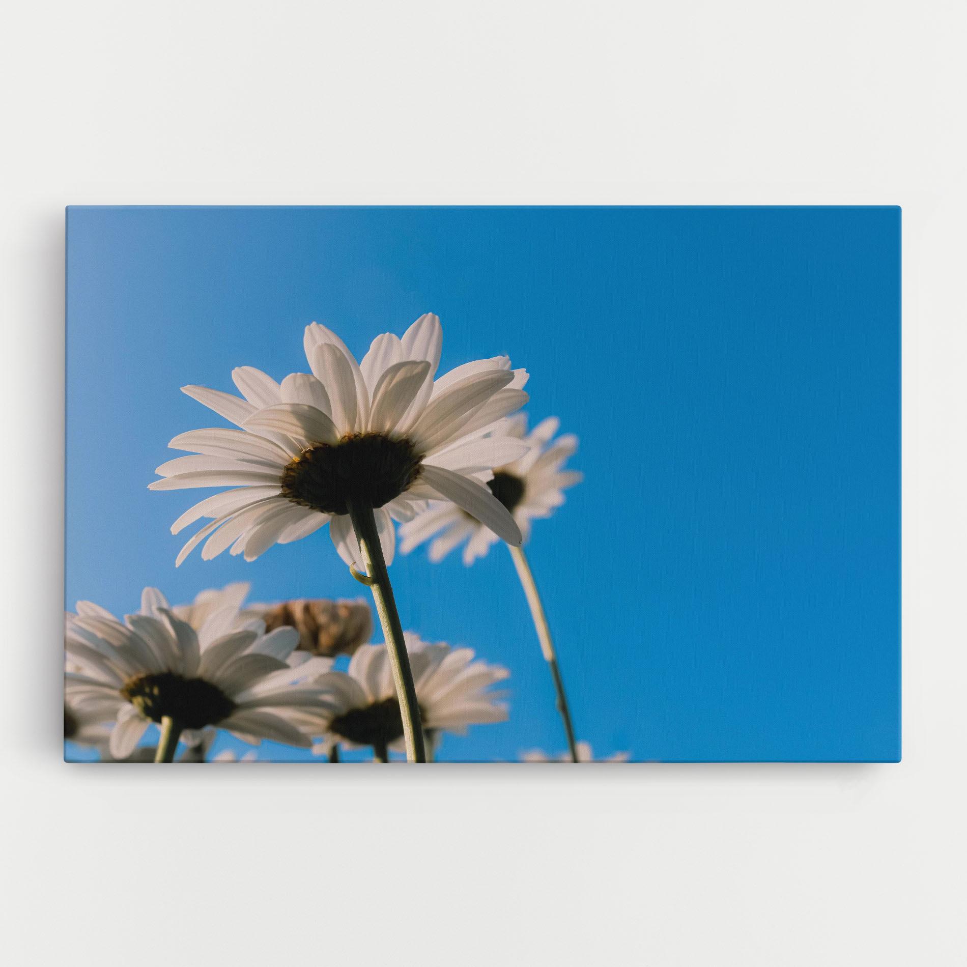 Vászonkép Blue Sky Daisy mockup 0