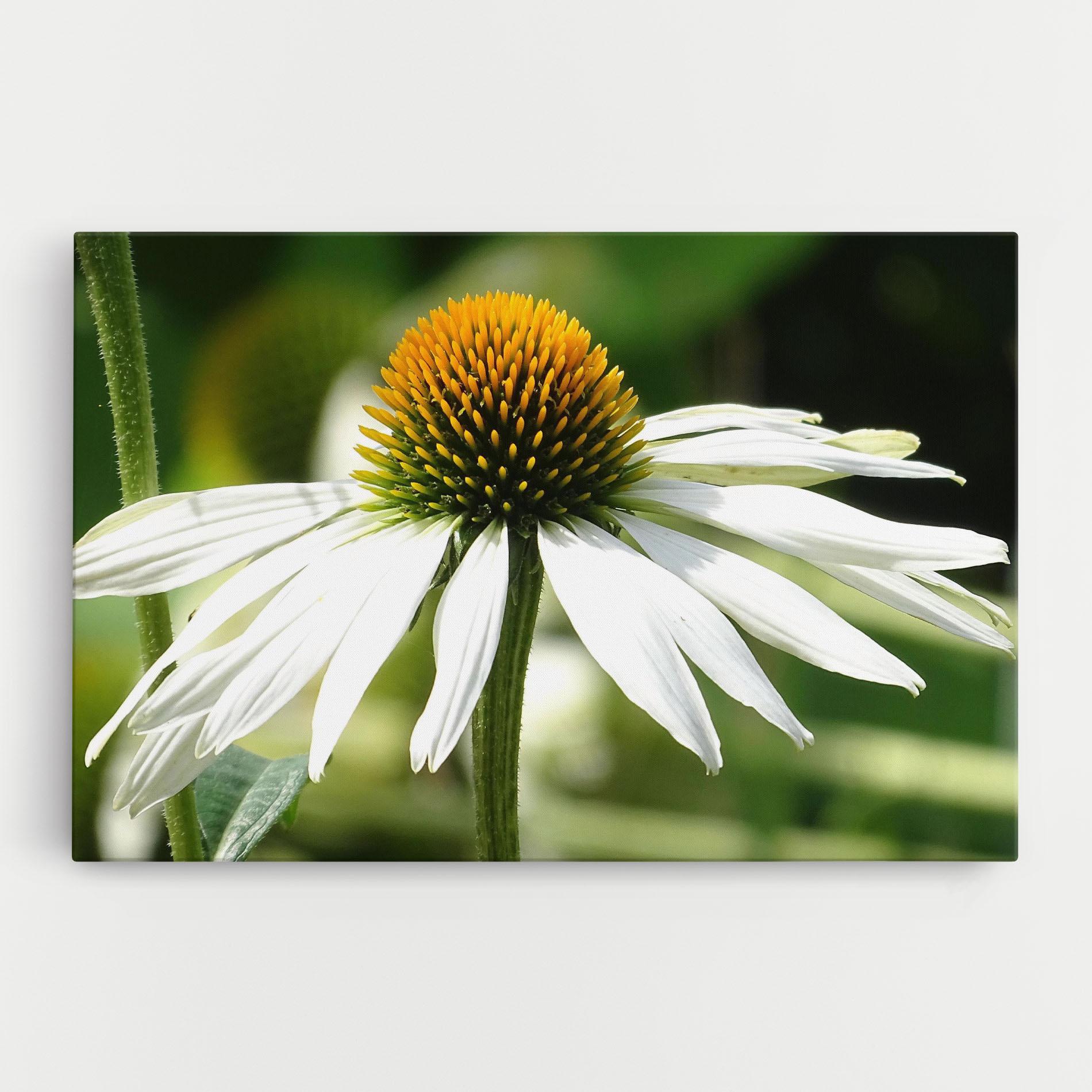 Vászonkép Green Daisy mockup 0