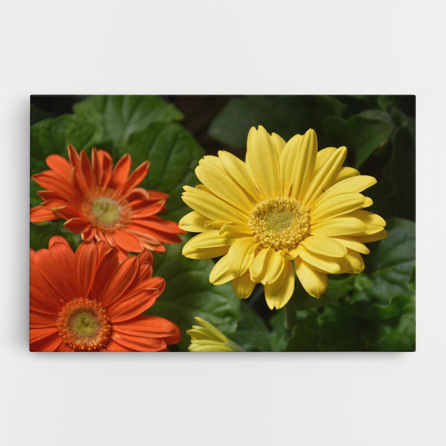 Vászonkép Orange Yellow Daisy mockup 0
