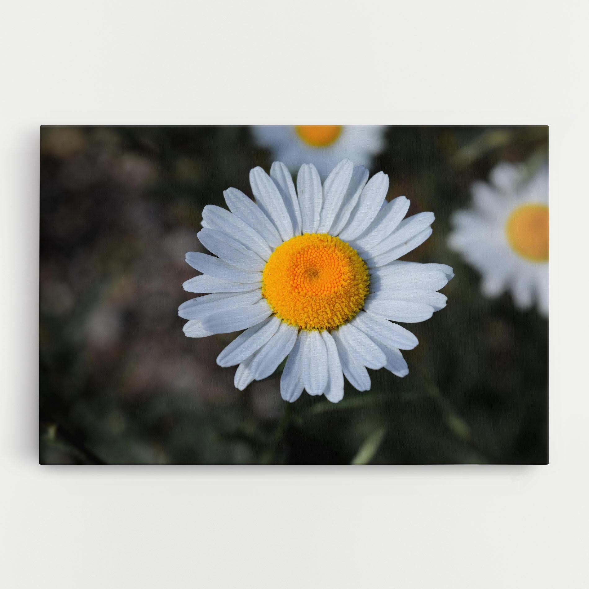 Vászonkép Strong Yellow Daisy mockup 0