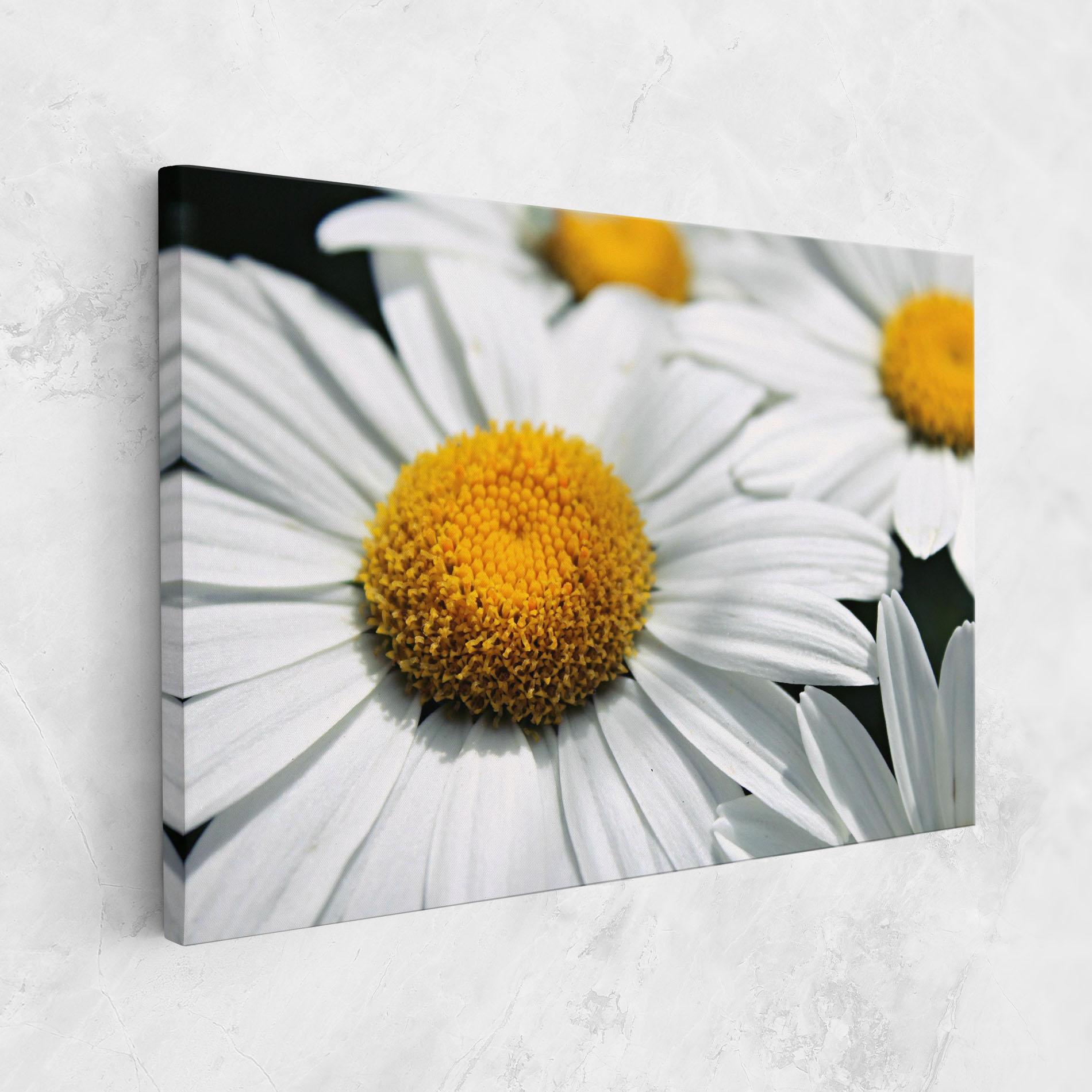 Vászonkép Big Daisies mockup 1