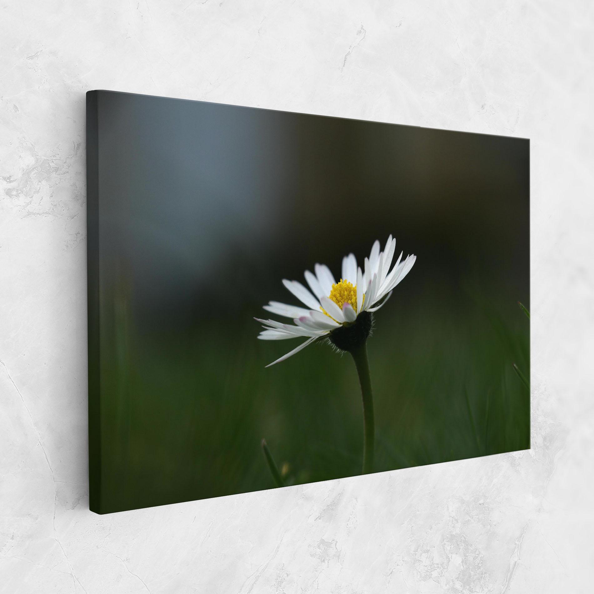 Vászonkép Garden Daisy mockup 1