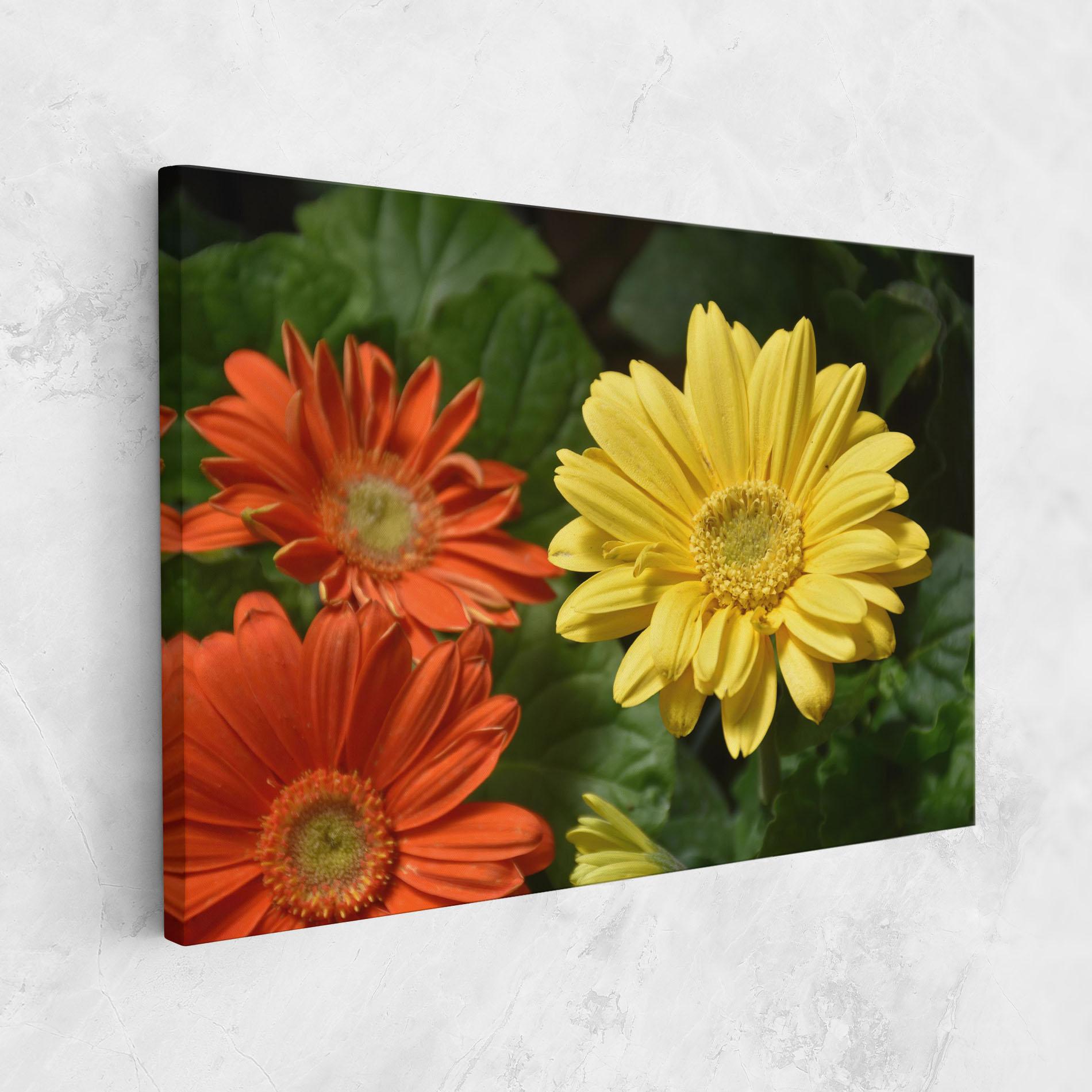 Vászonkép Orange Yellow Daisy mockup 1