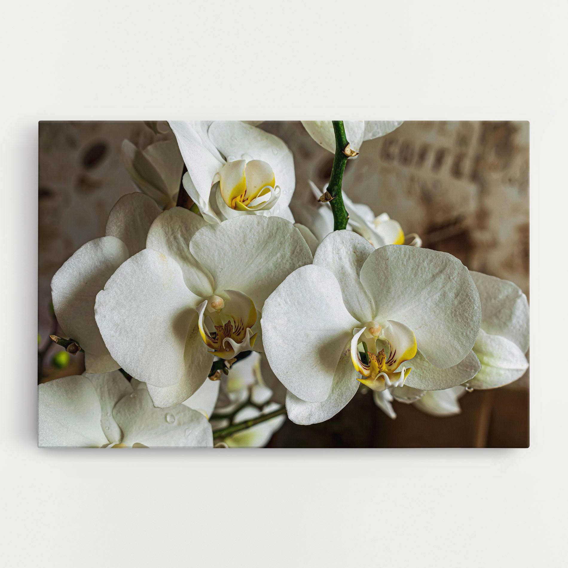 Vászonkép Beautiful White Orchids mockup 0