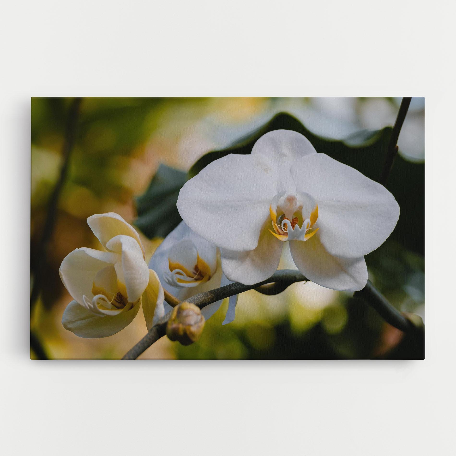 Vászonkép Cream Orchid In Nature mockup 0