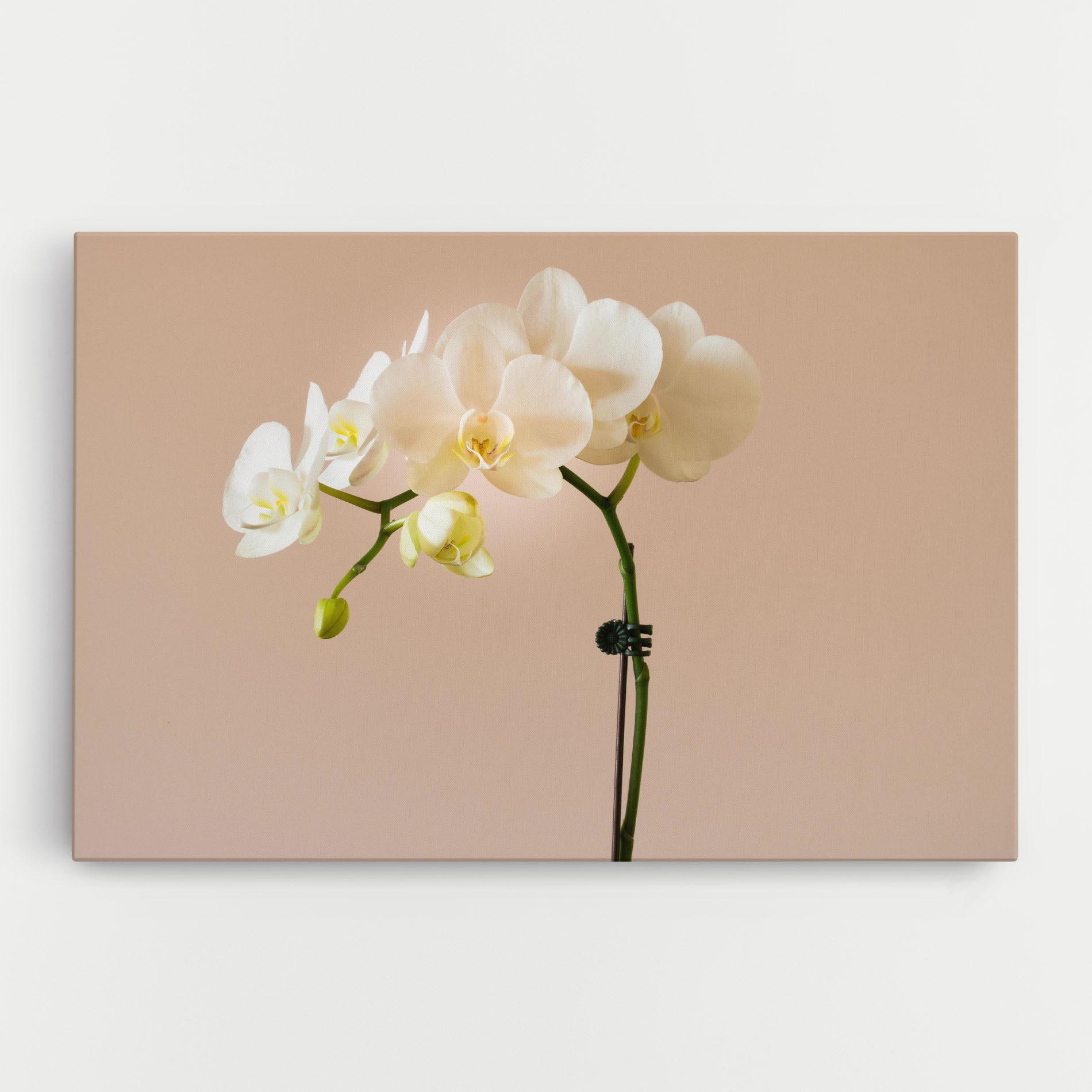 Vászonkép Cream Orchid On Pink mockup 0